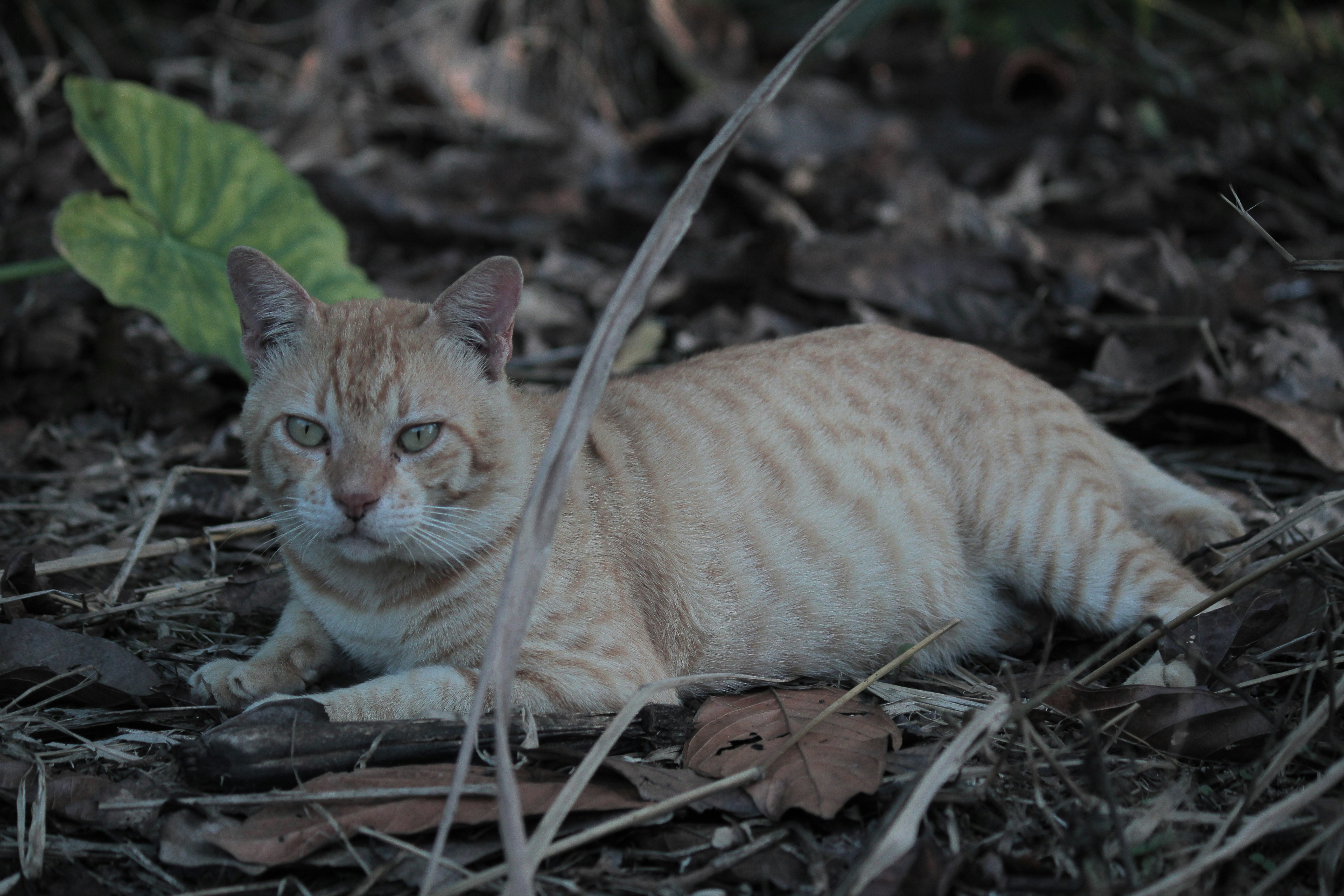 A cat laying on the ground next to a leaf