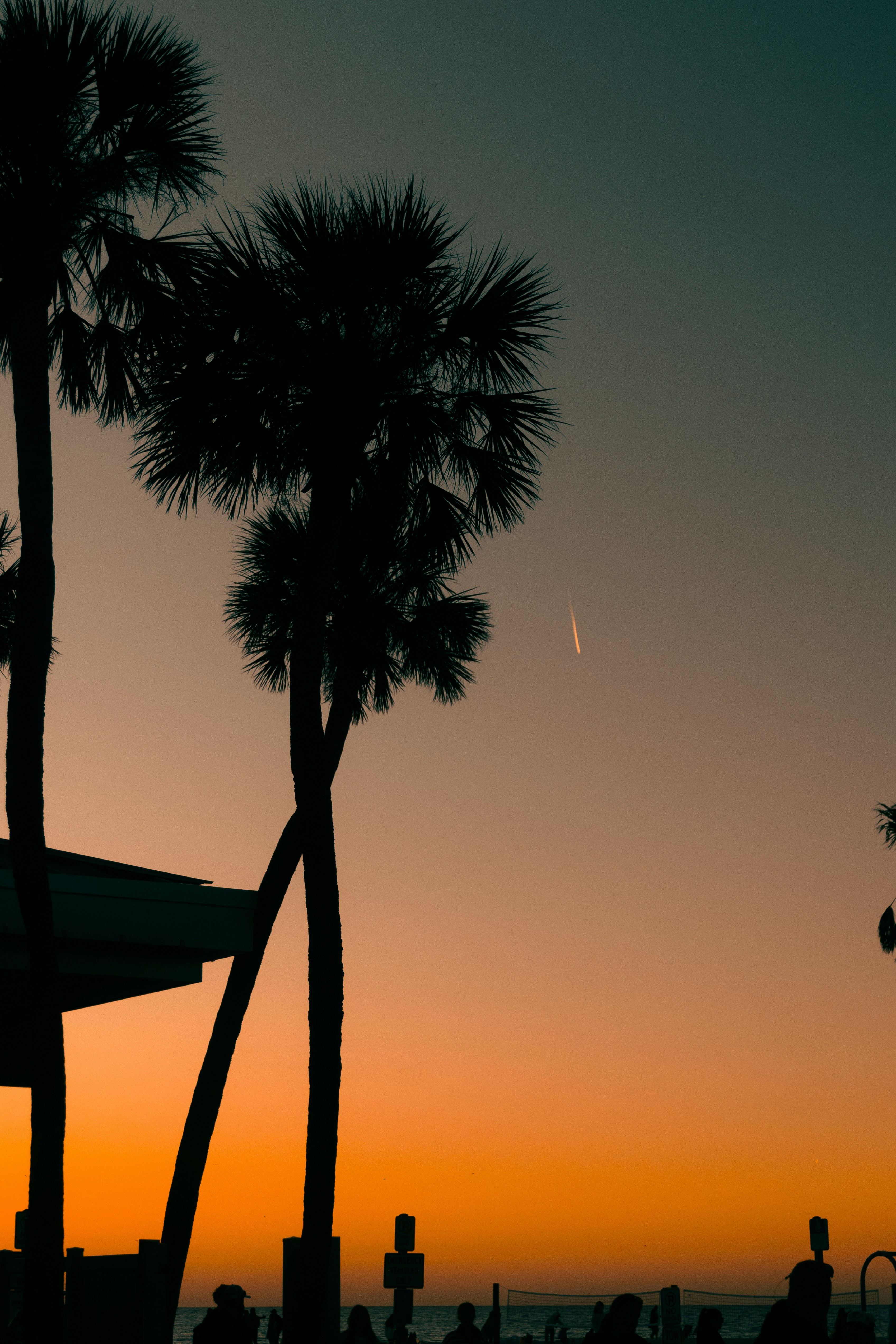 A couple of palm trees sitting next to each other