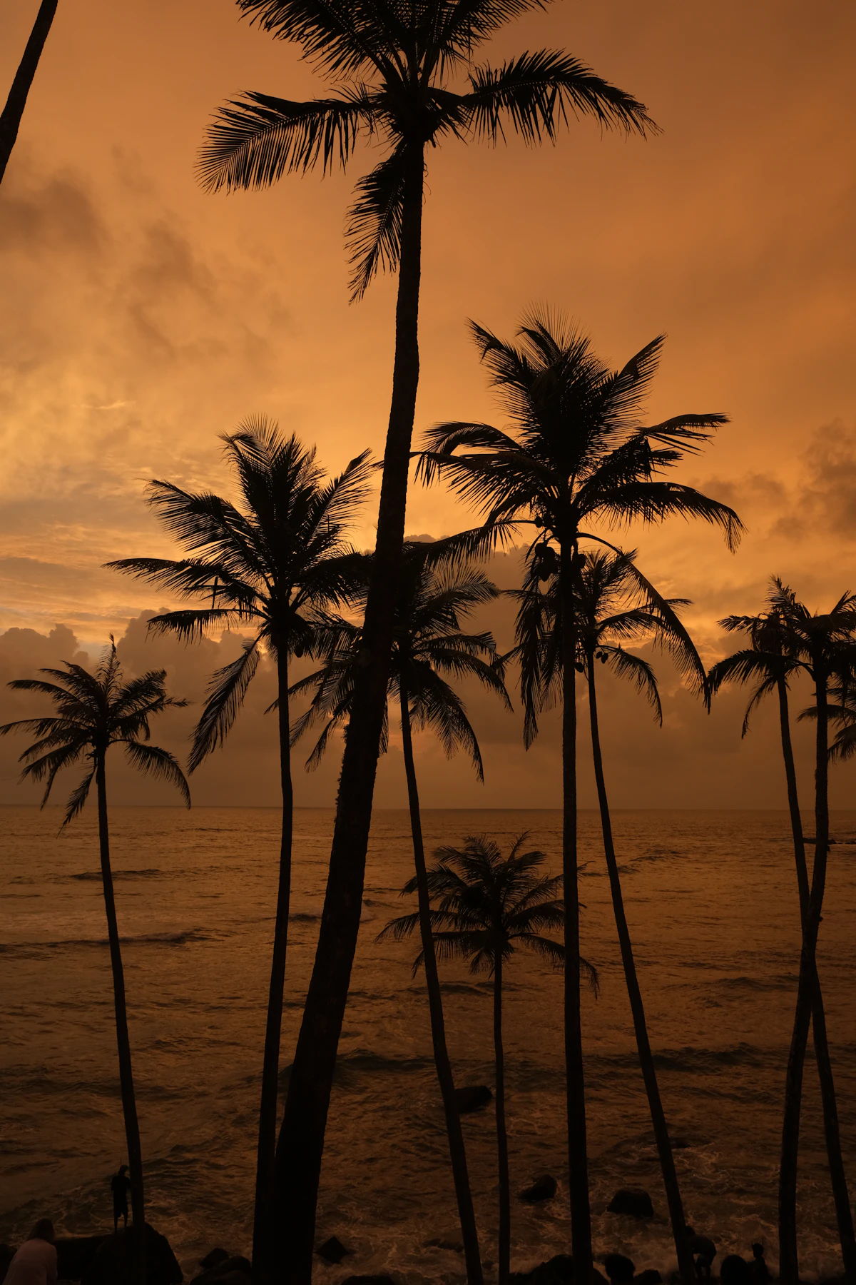 Palms silhouetted against a low sun over the Atlantic at Palm Beach