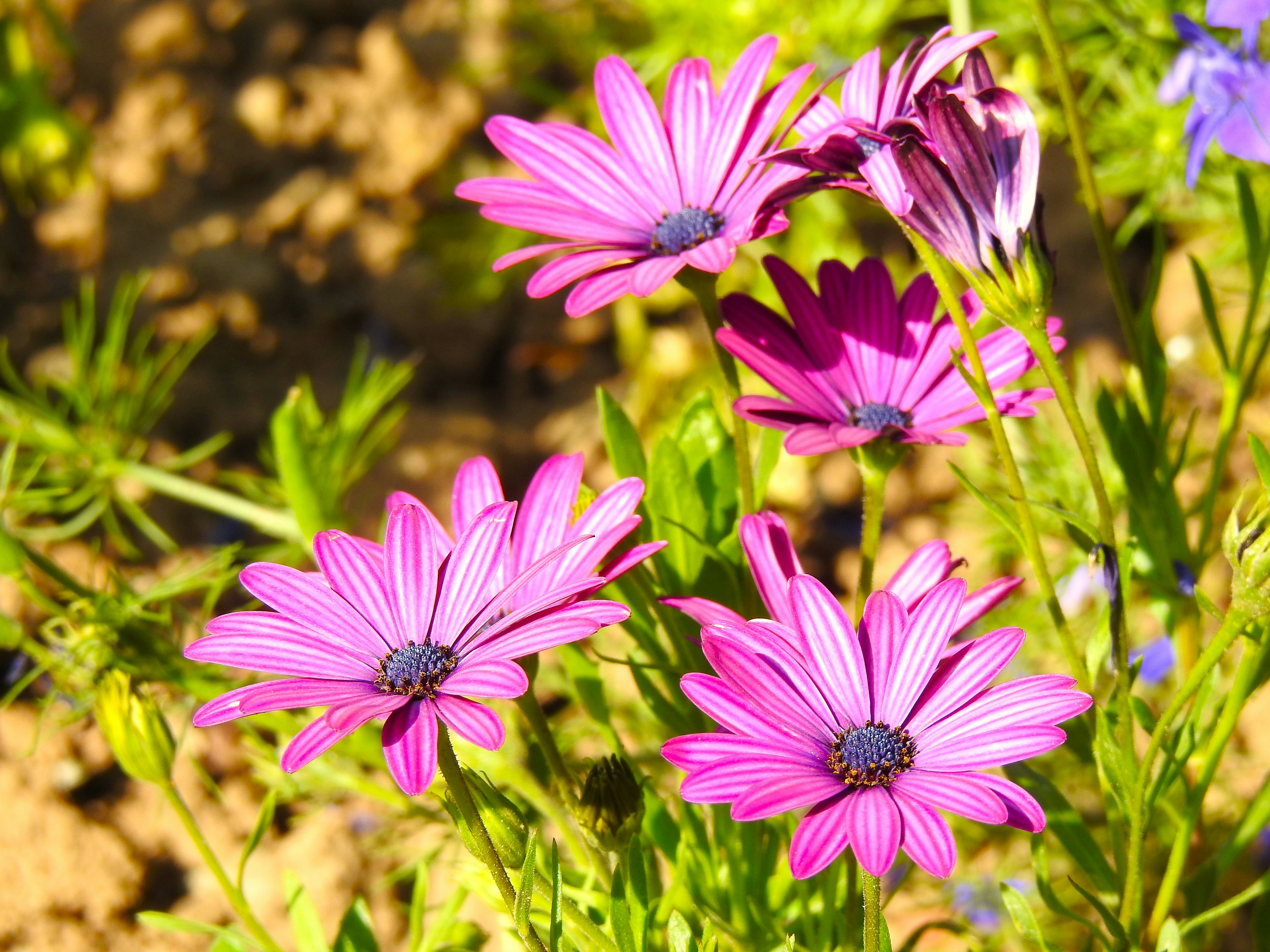 Photo by aditipanatu95