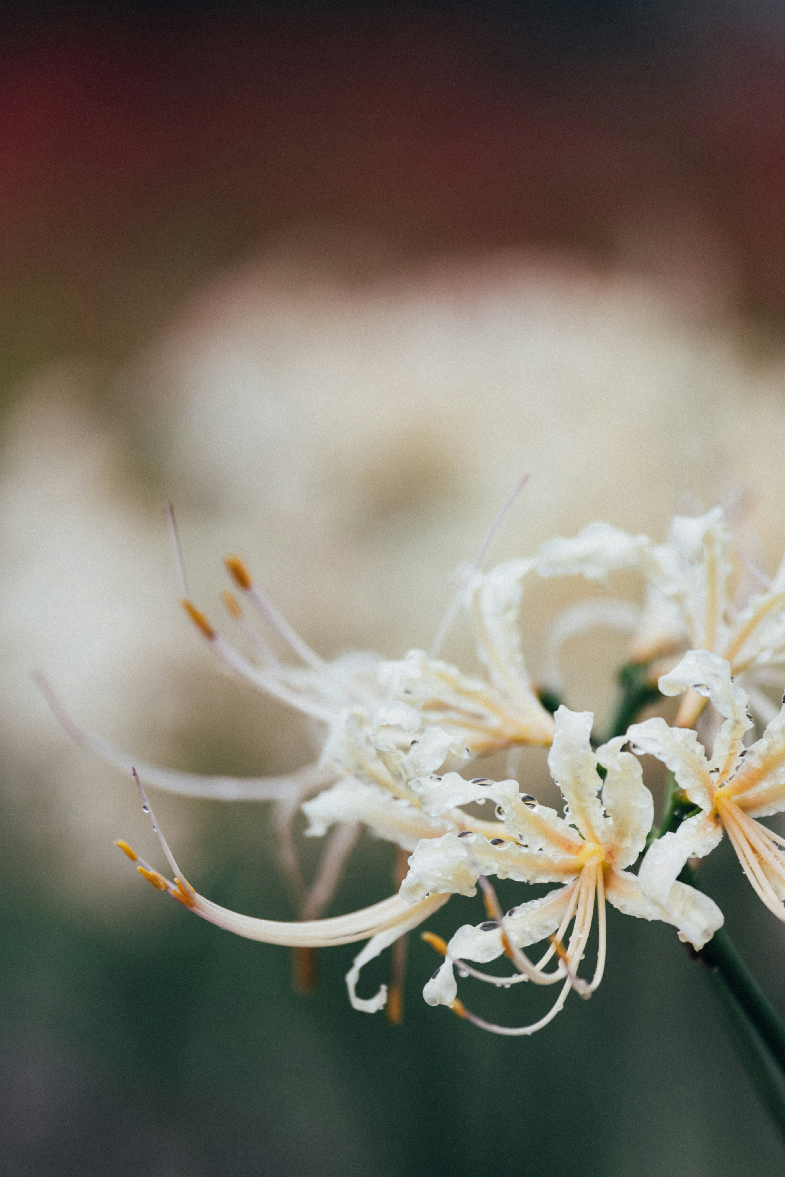 Photo by tsuyoshikozu