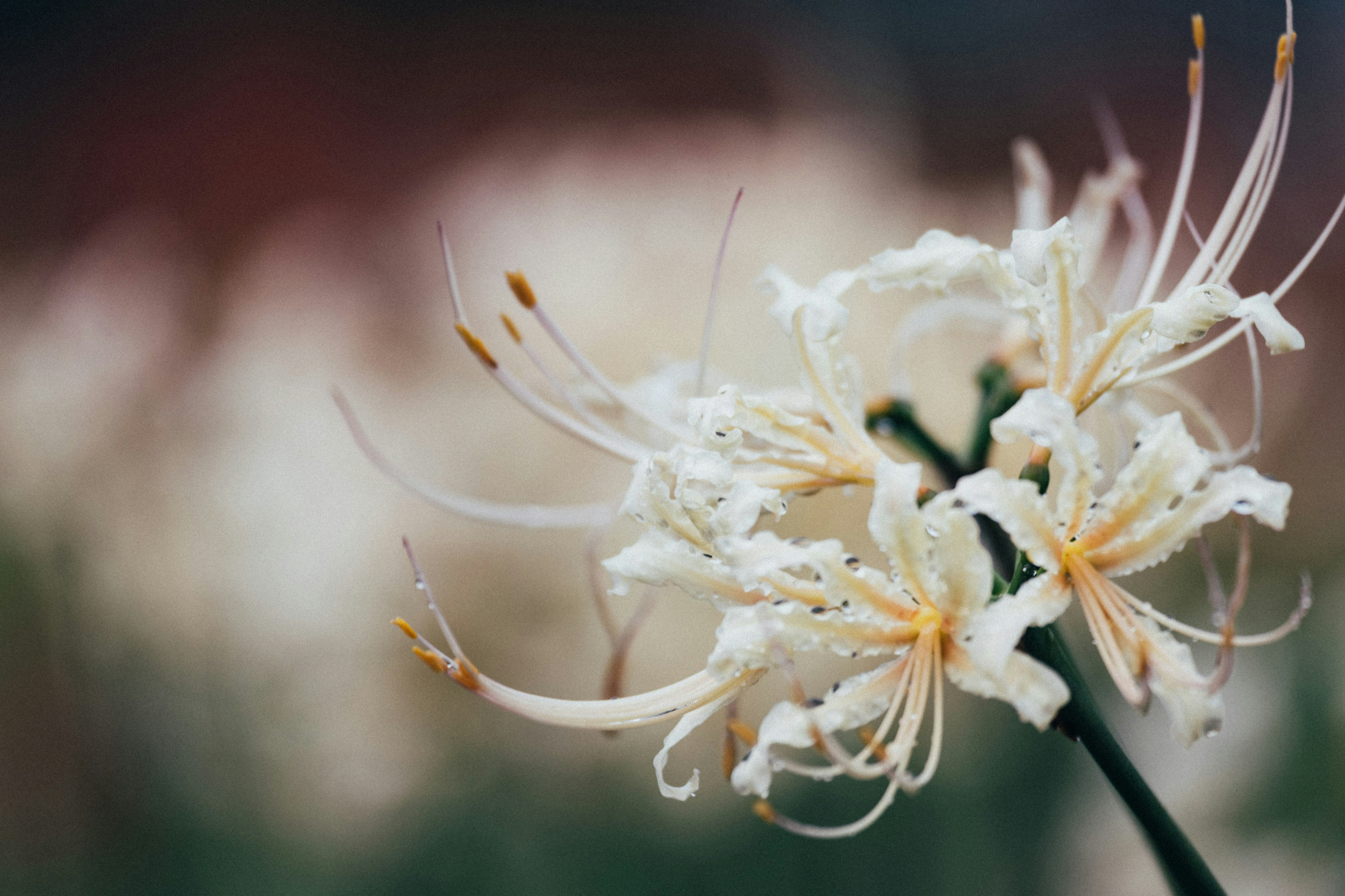 Photo by tsuyoshikozu