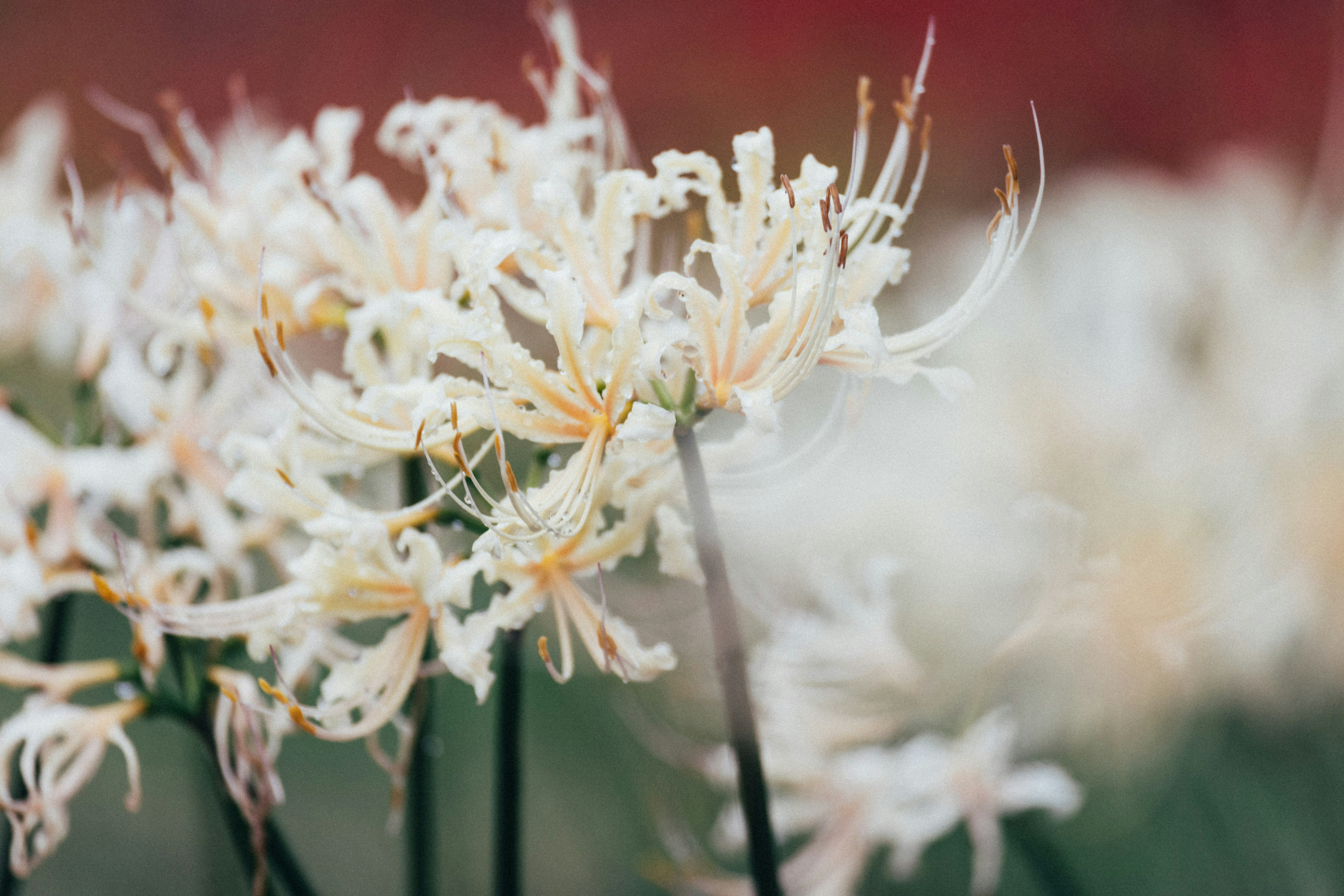 Photo by tsuyoshikozu