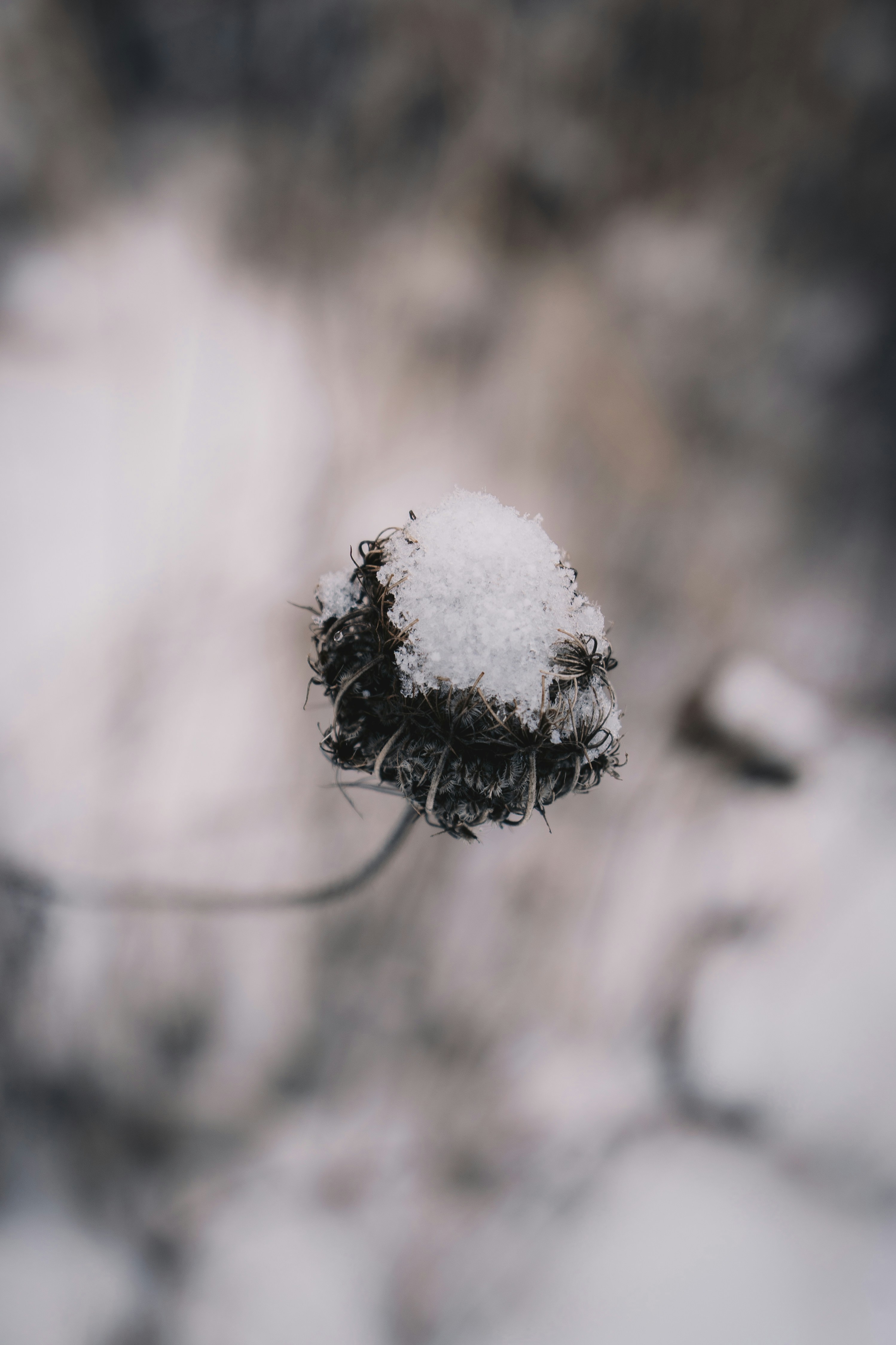 A close up of a flower with snow on it