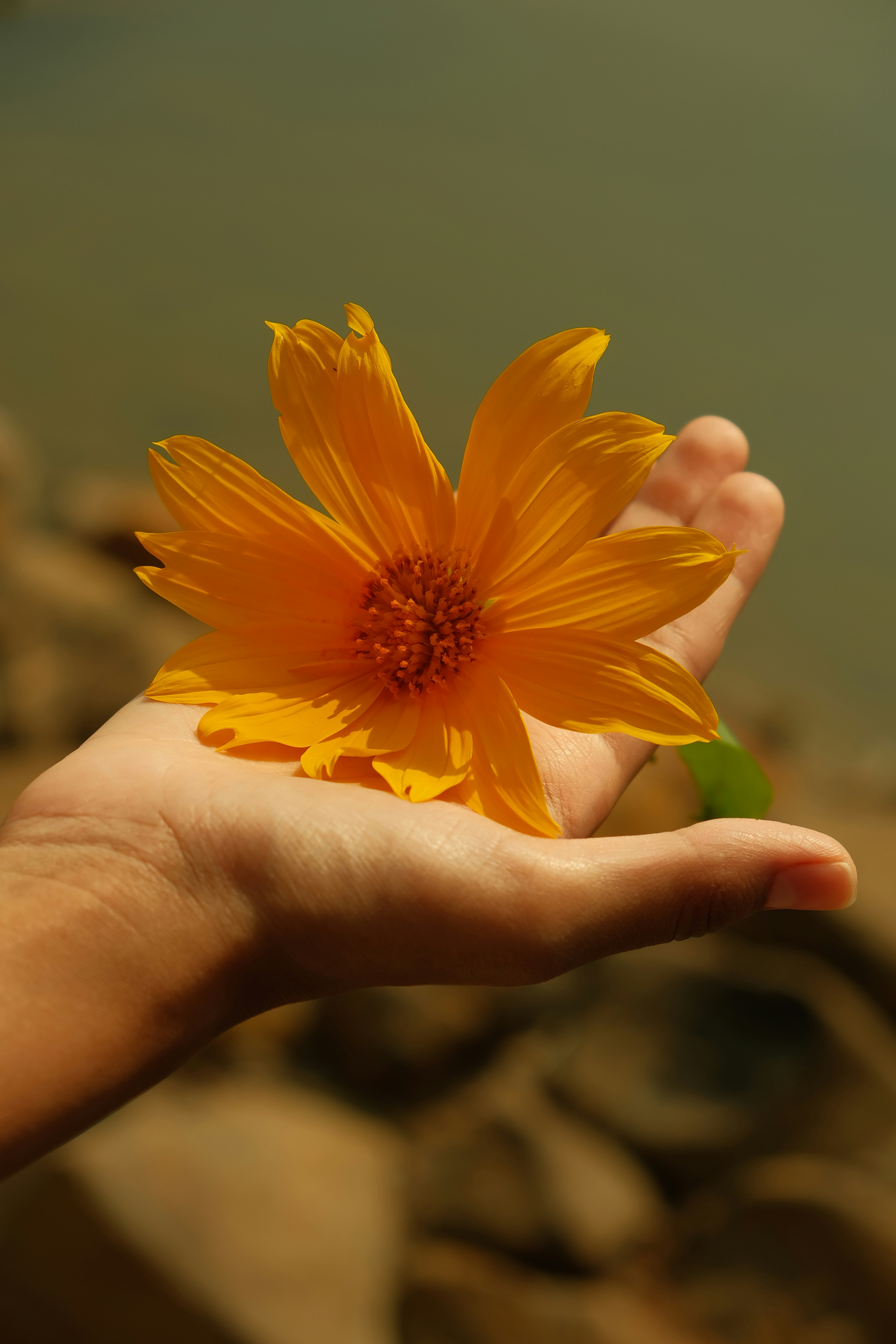 Eine Person, die eine gelbe Blume in der Hand hält