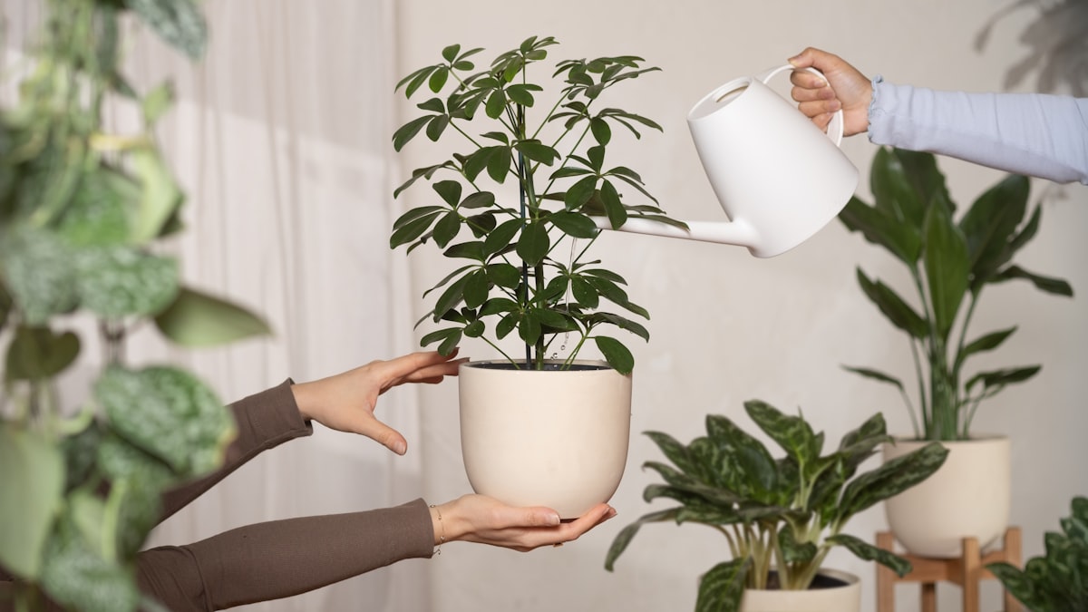 観葉植物の冬の水やり完全ガイド