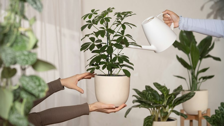 Monstera Deliciosa