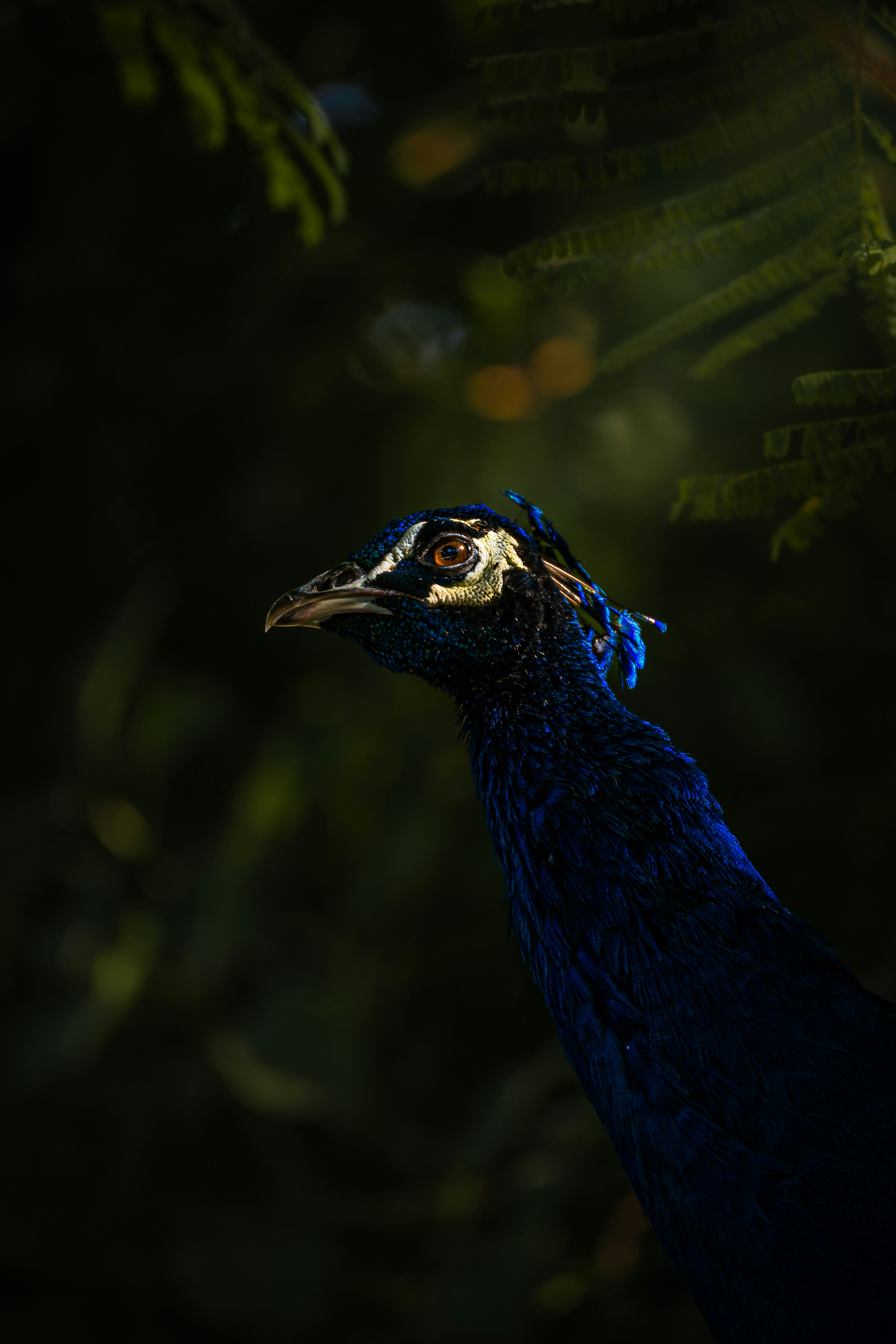 Photo by thejaswinramesh