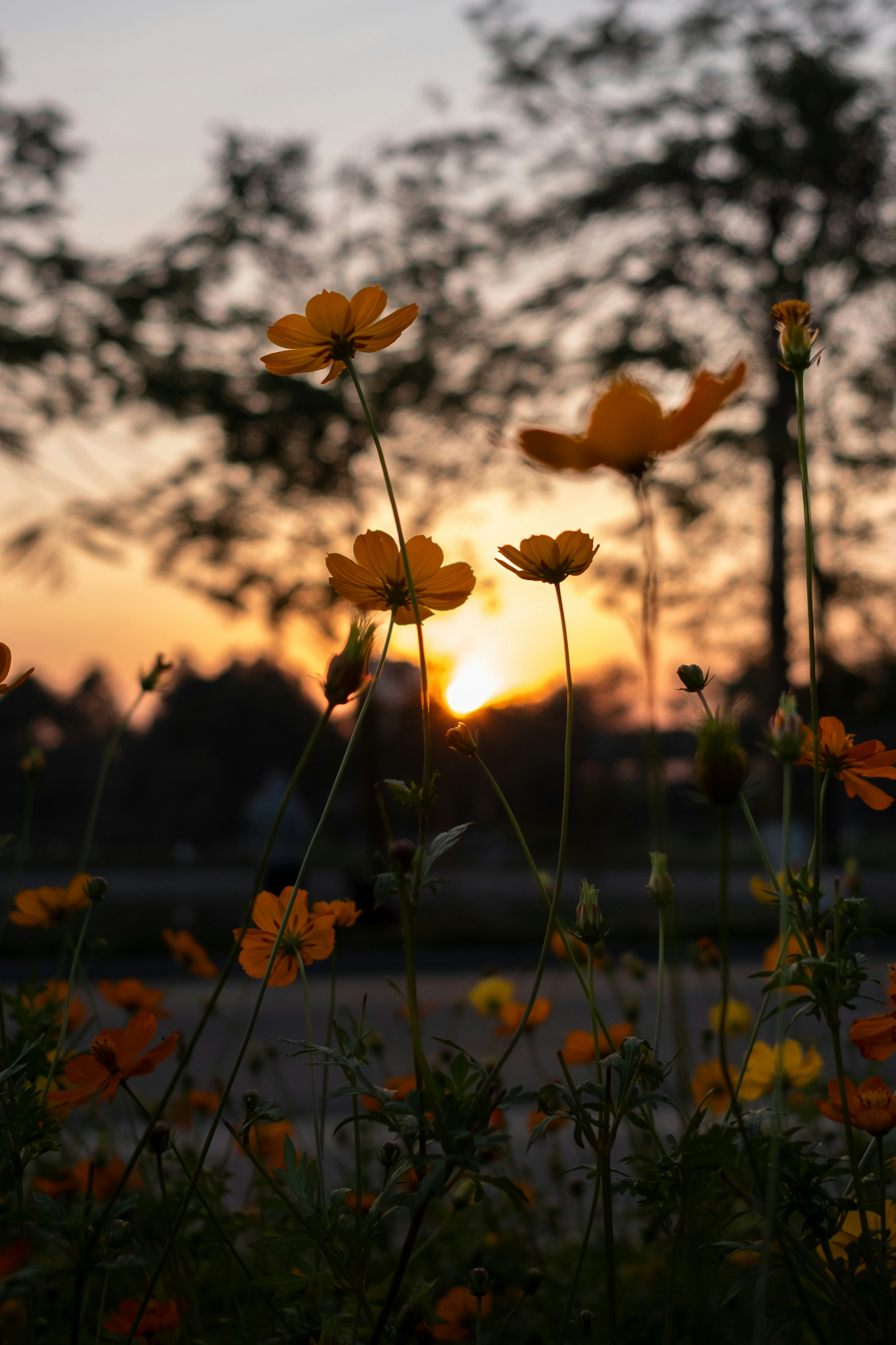 The sun is setting over a field of wildflowers