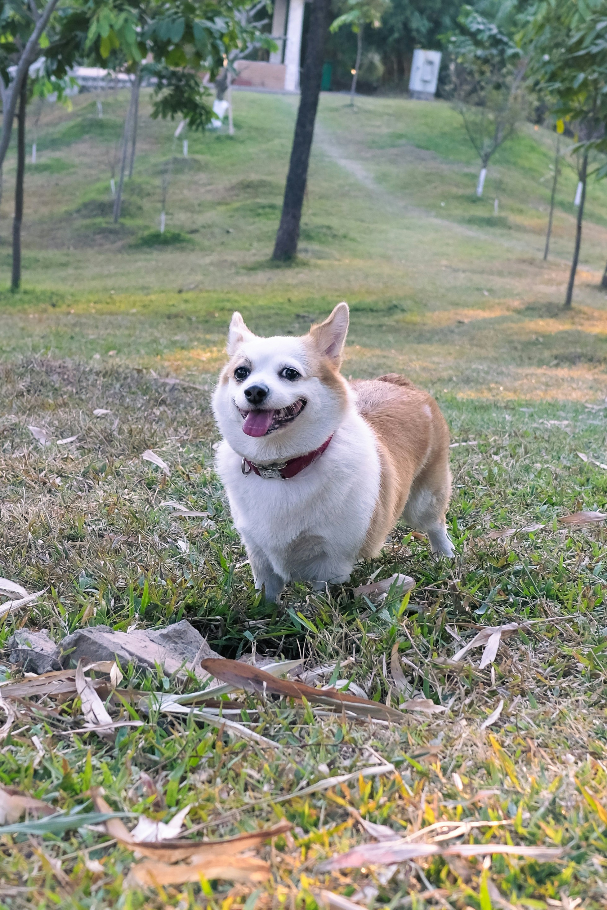 A small dog standing on top of a grass covered field