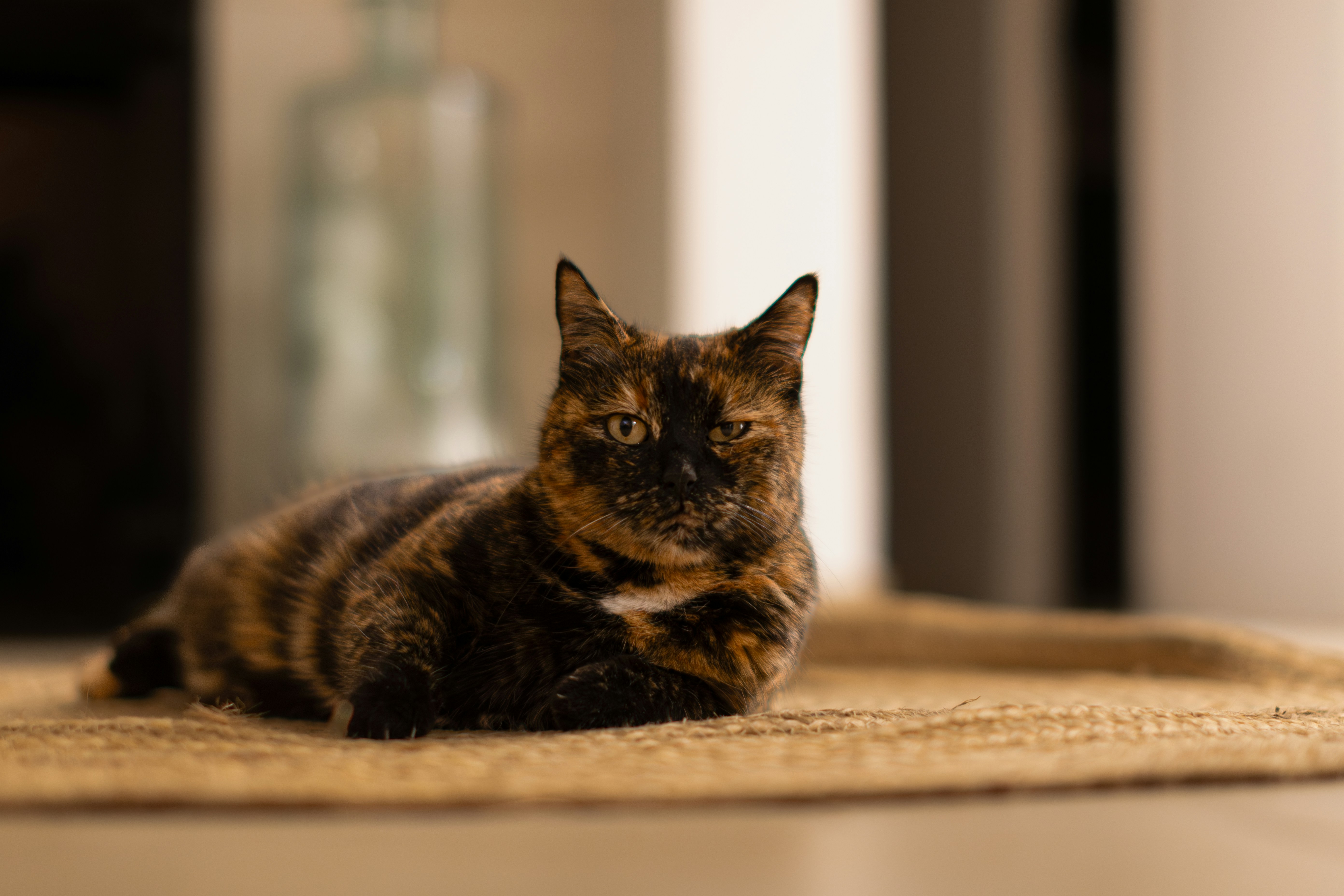 A cat laying on a rug in a living room