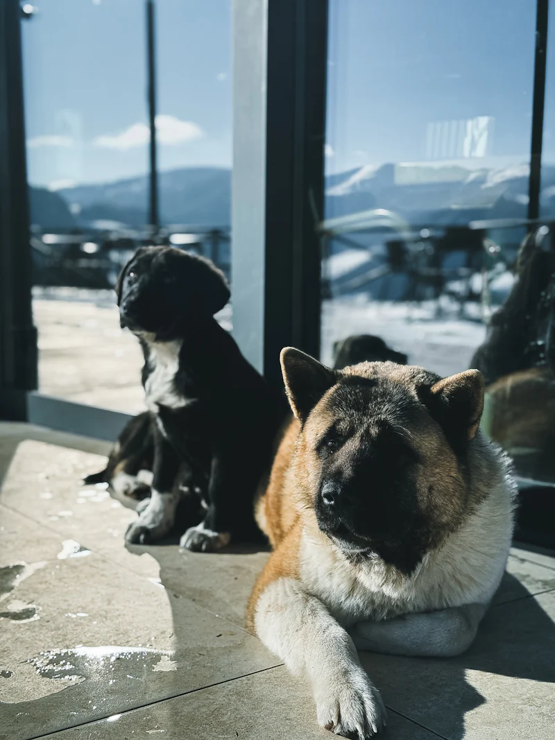 Kar manzaralı bir cam kenarında güneşlenen kızıl-beyaz tüylü yetişkin bir Akita Inu, hemen yanında sakince oturan siyah-beyaz tüylü bir yavru köpekle güvenli ve kontrollü bir mesafede bir arada