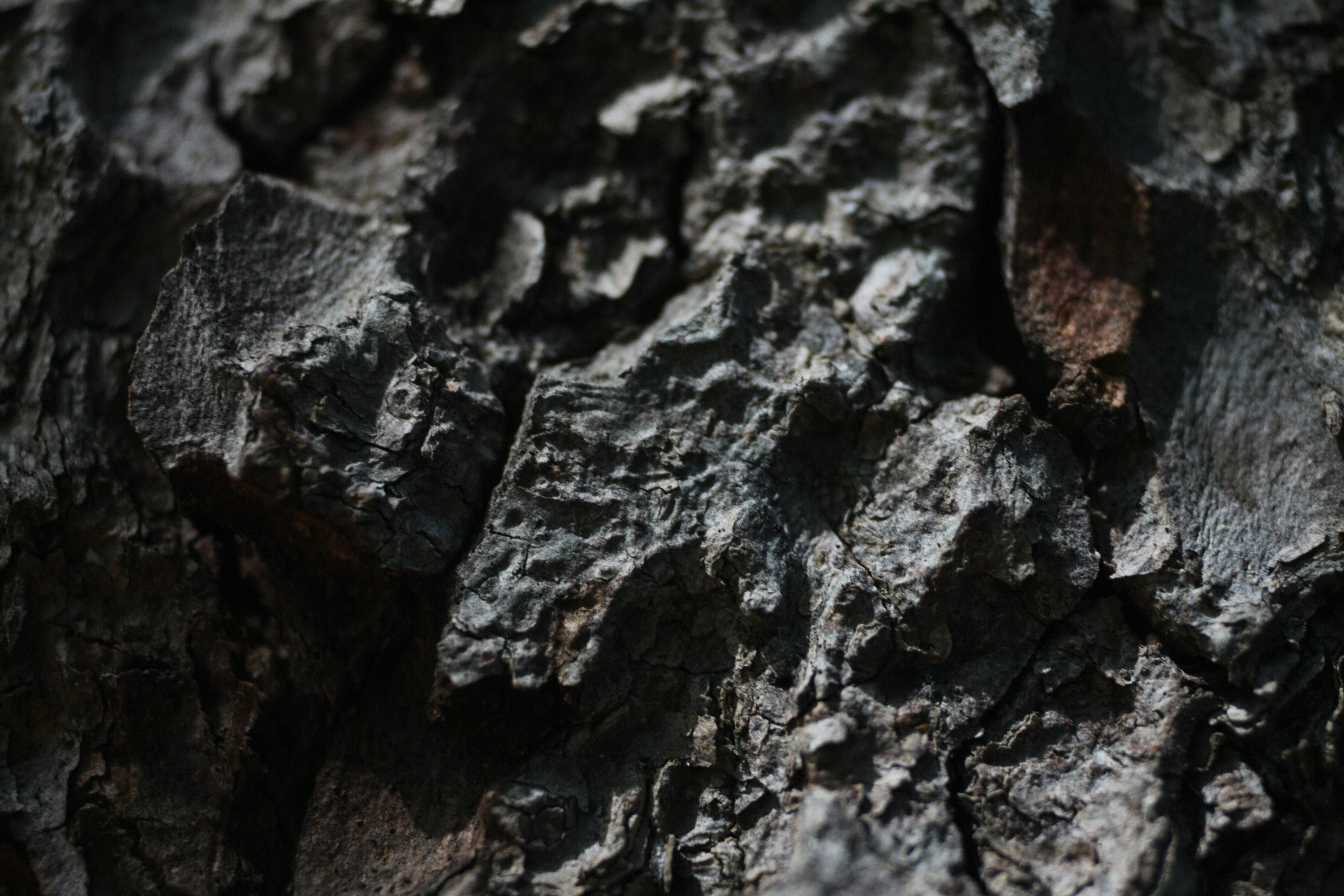 Photo by rodneycharms