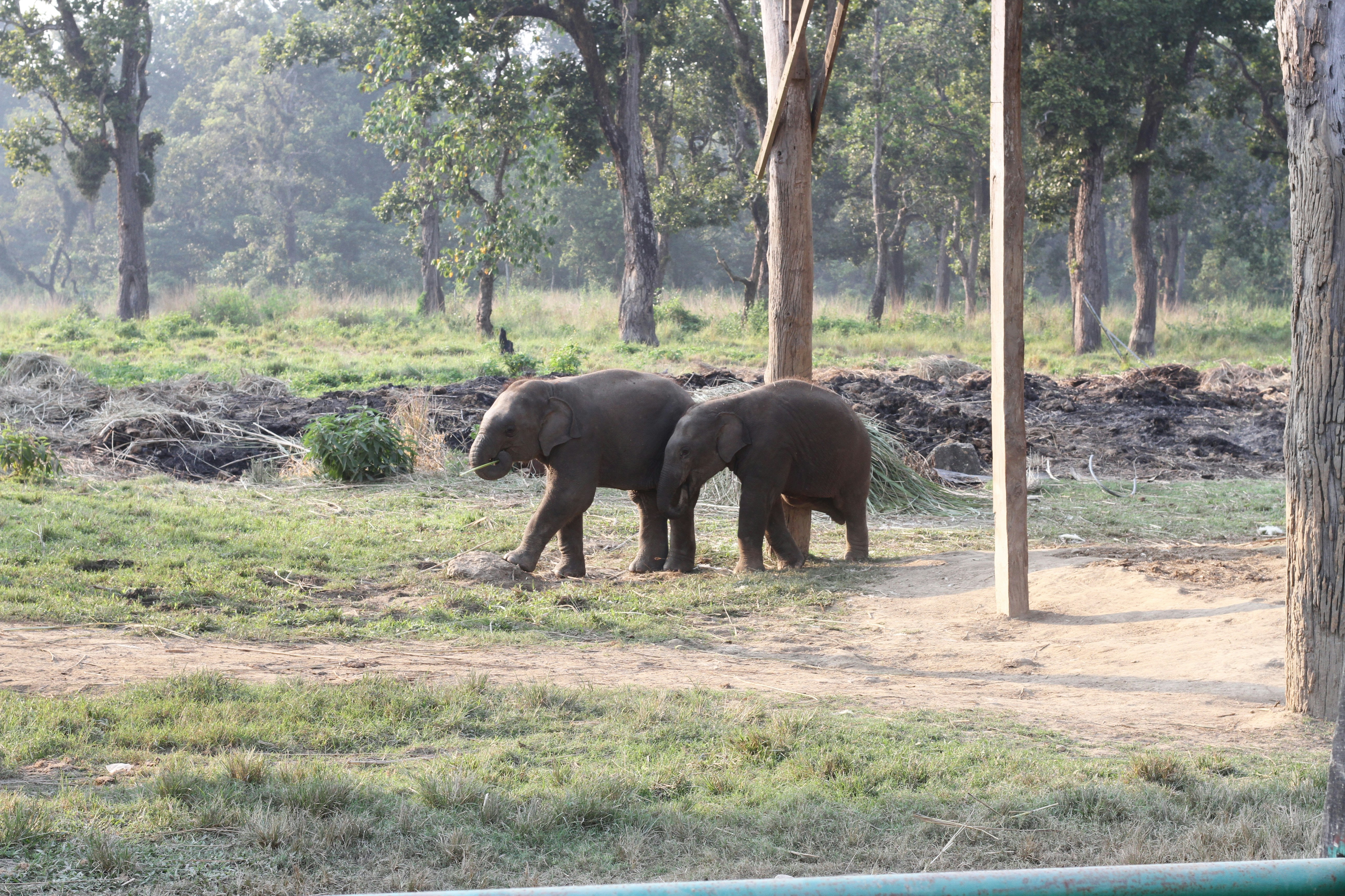 A couple of elephants that are standing in the grass