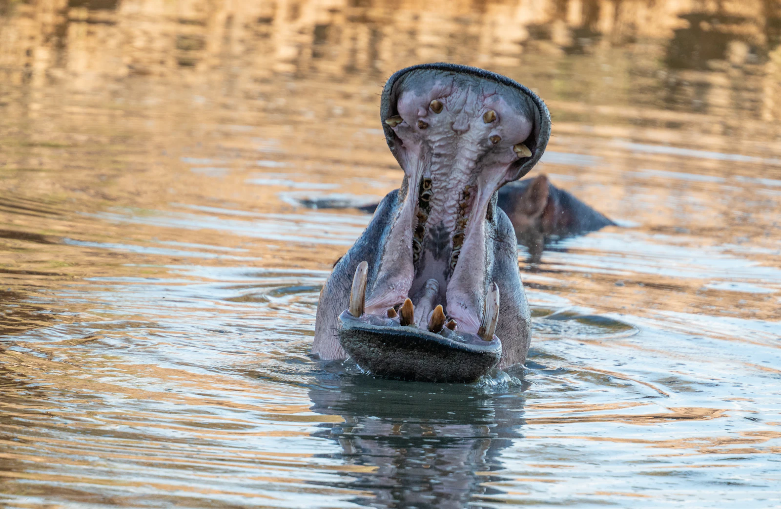 A hippo along the Great Ruaha River, Ruaha National Park, Tanzania