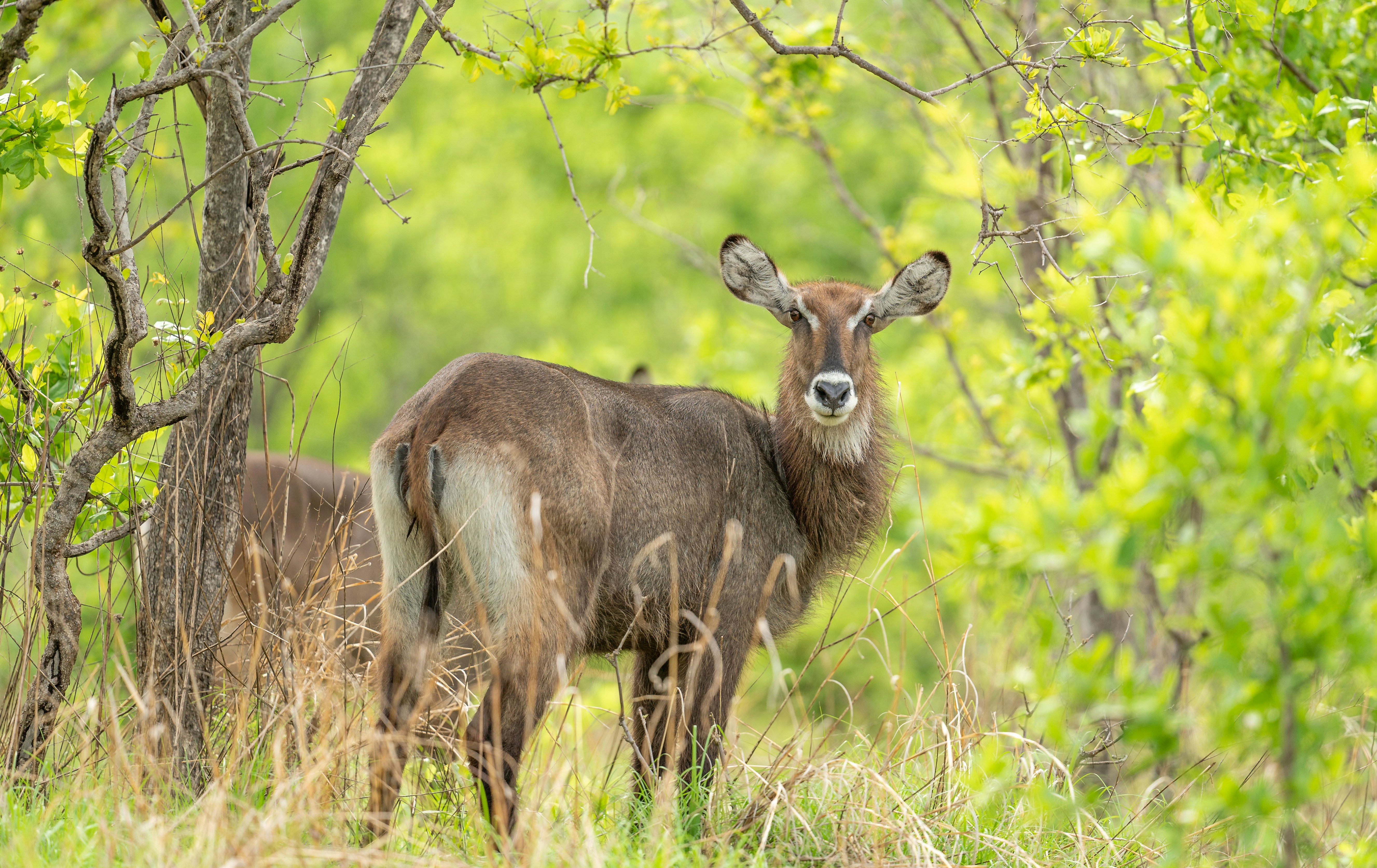 Iringa, Tanzania - Water Buck