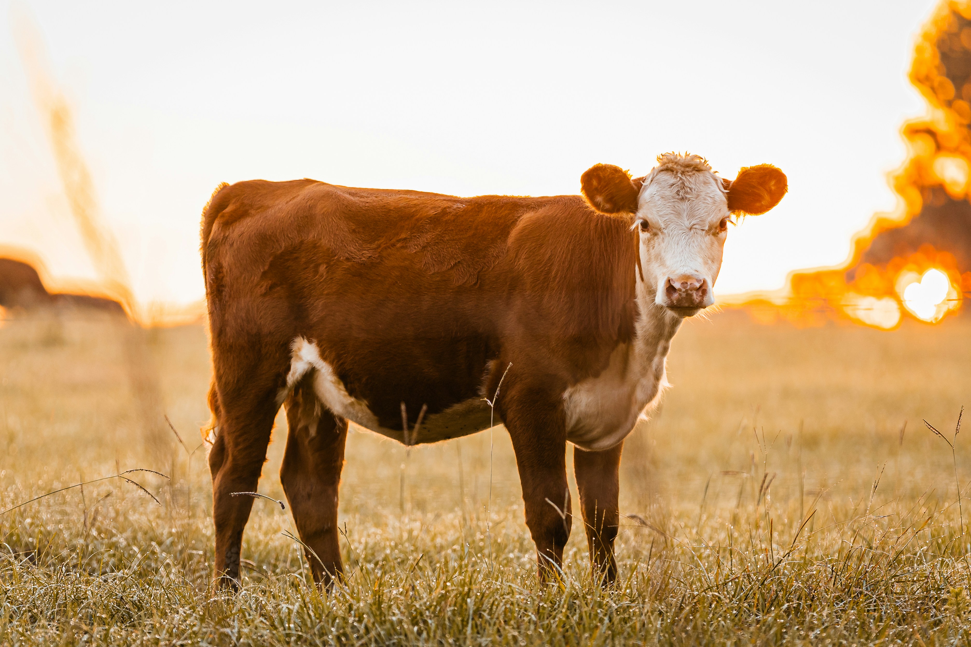 Photo by johnnycapture