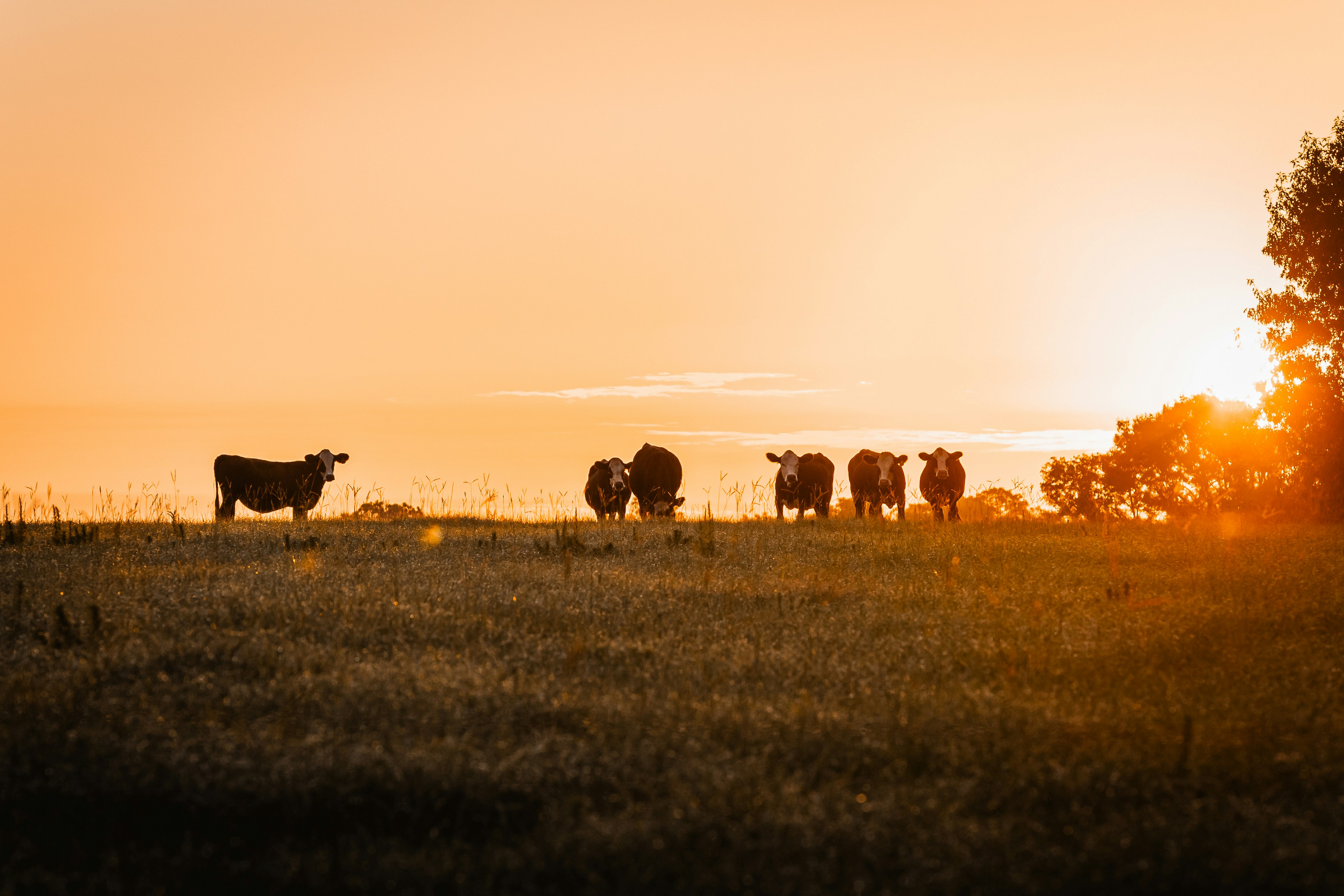 Photo by johnnycapture