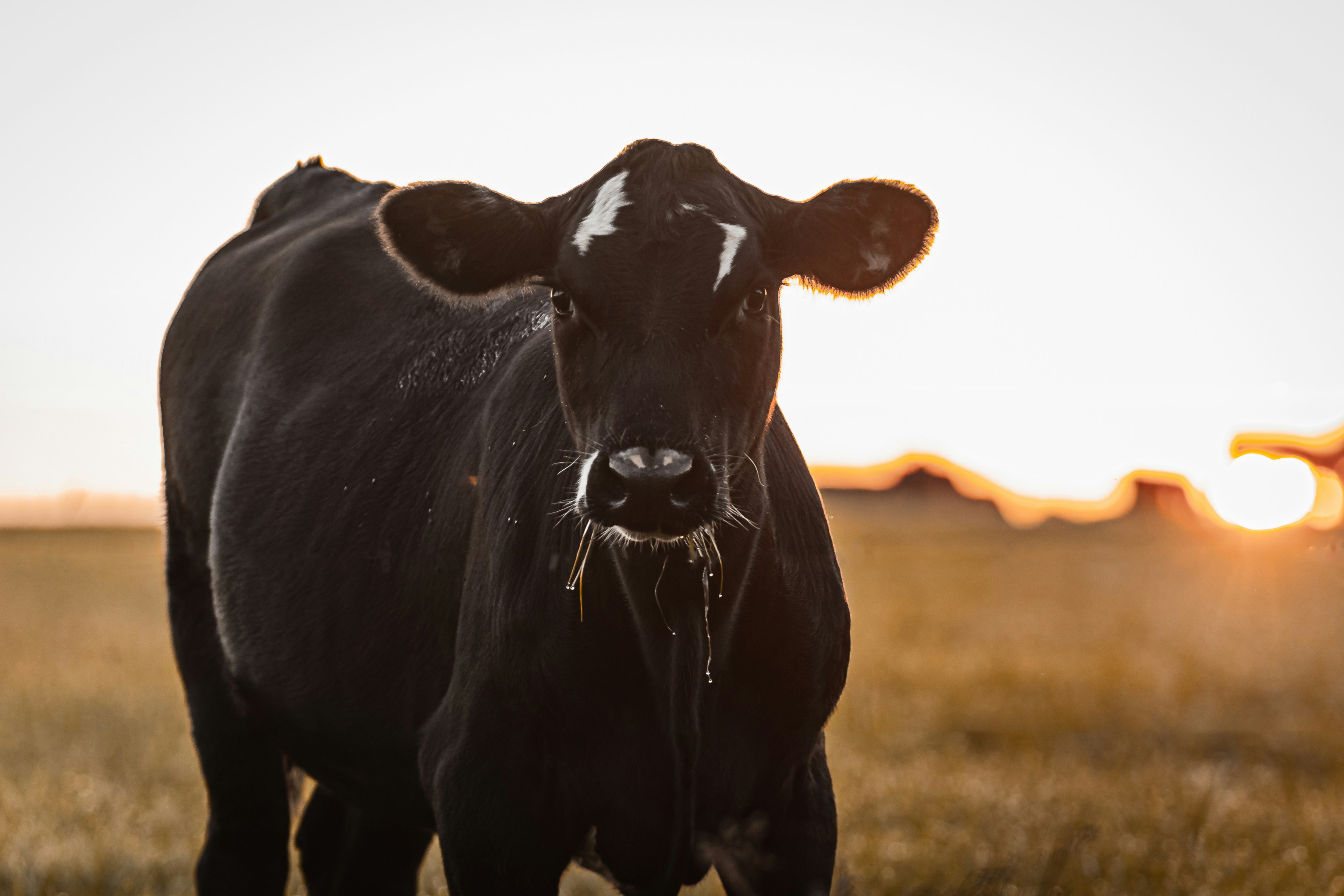 Photo by johnnycapture