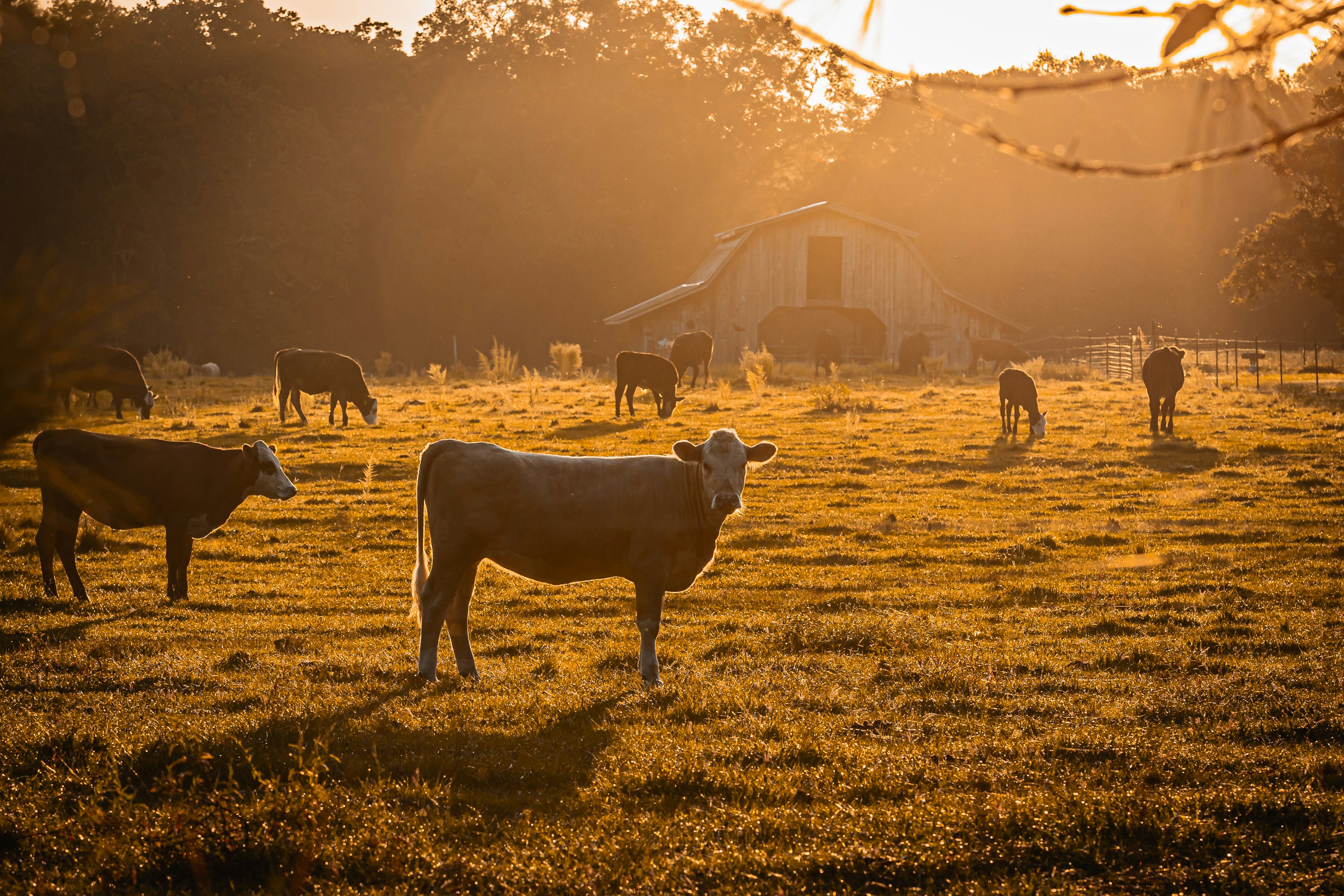 Photo by johnnycapture