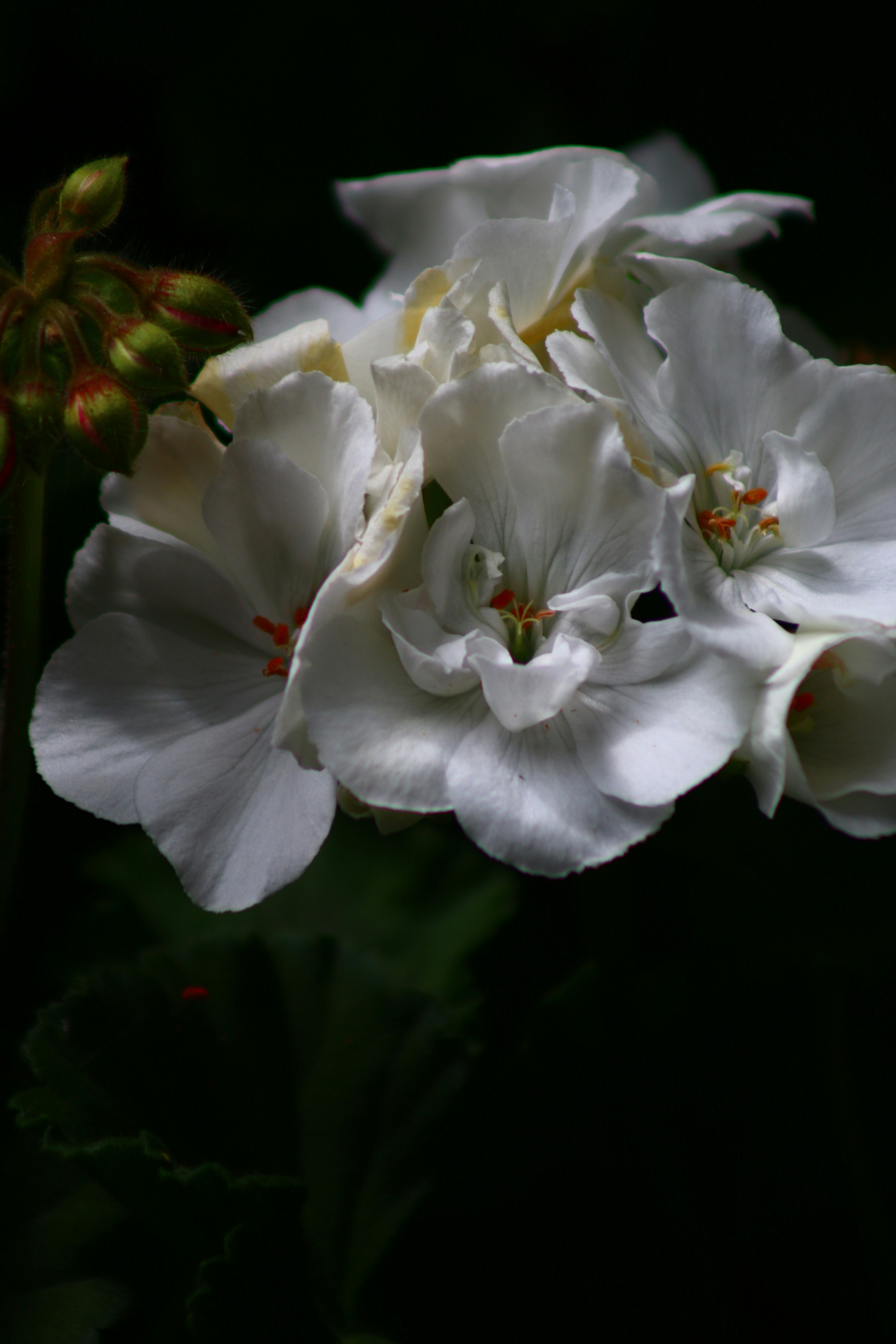 A group of white flowers sitting next to each other