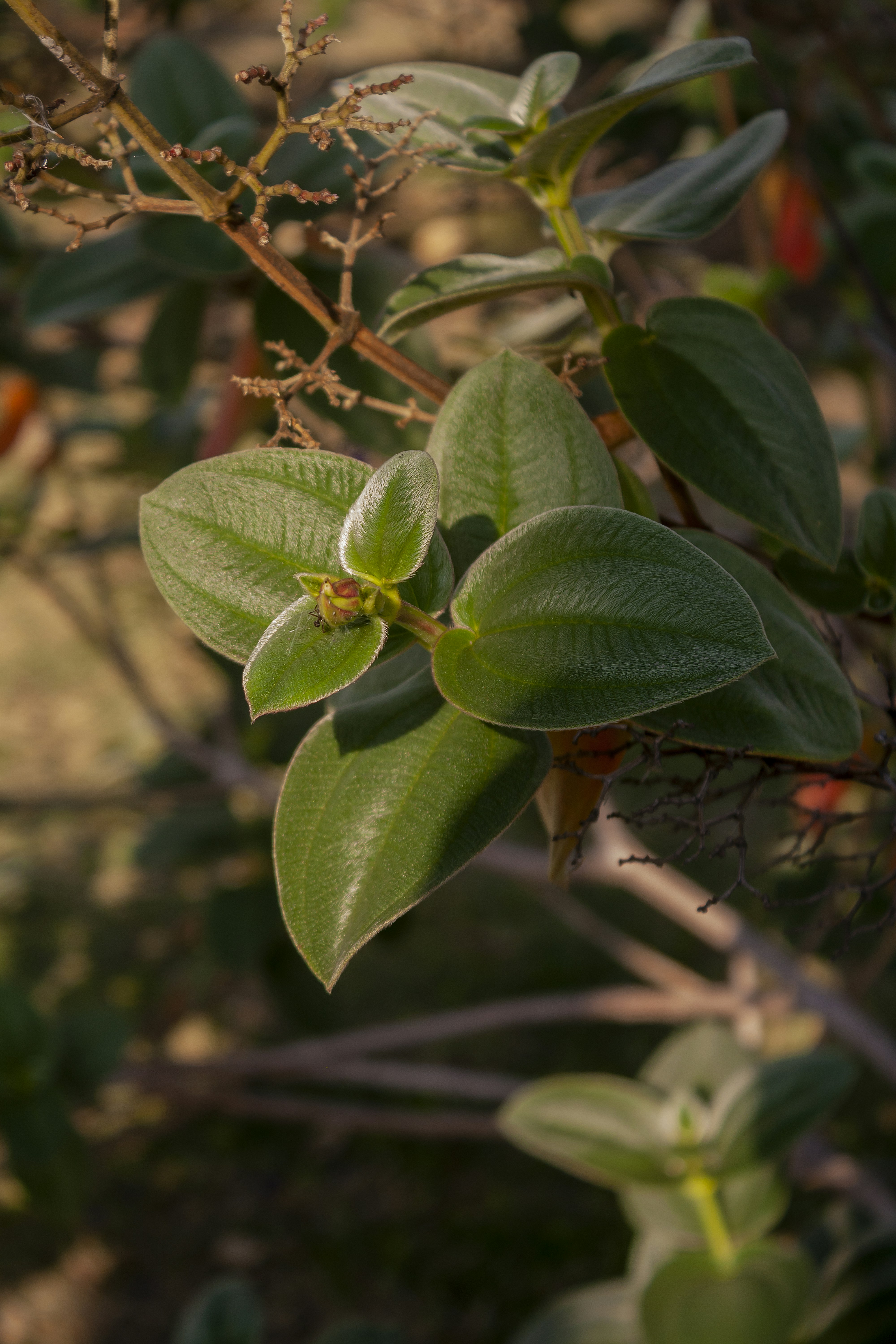 Photo by americanaez225