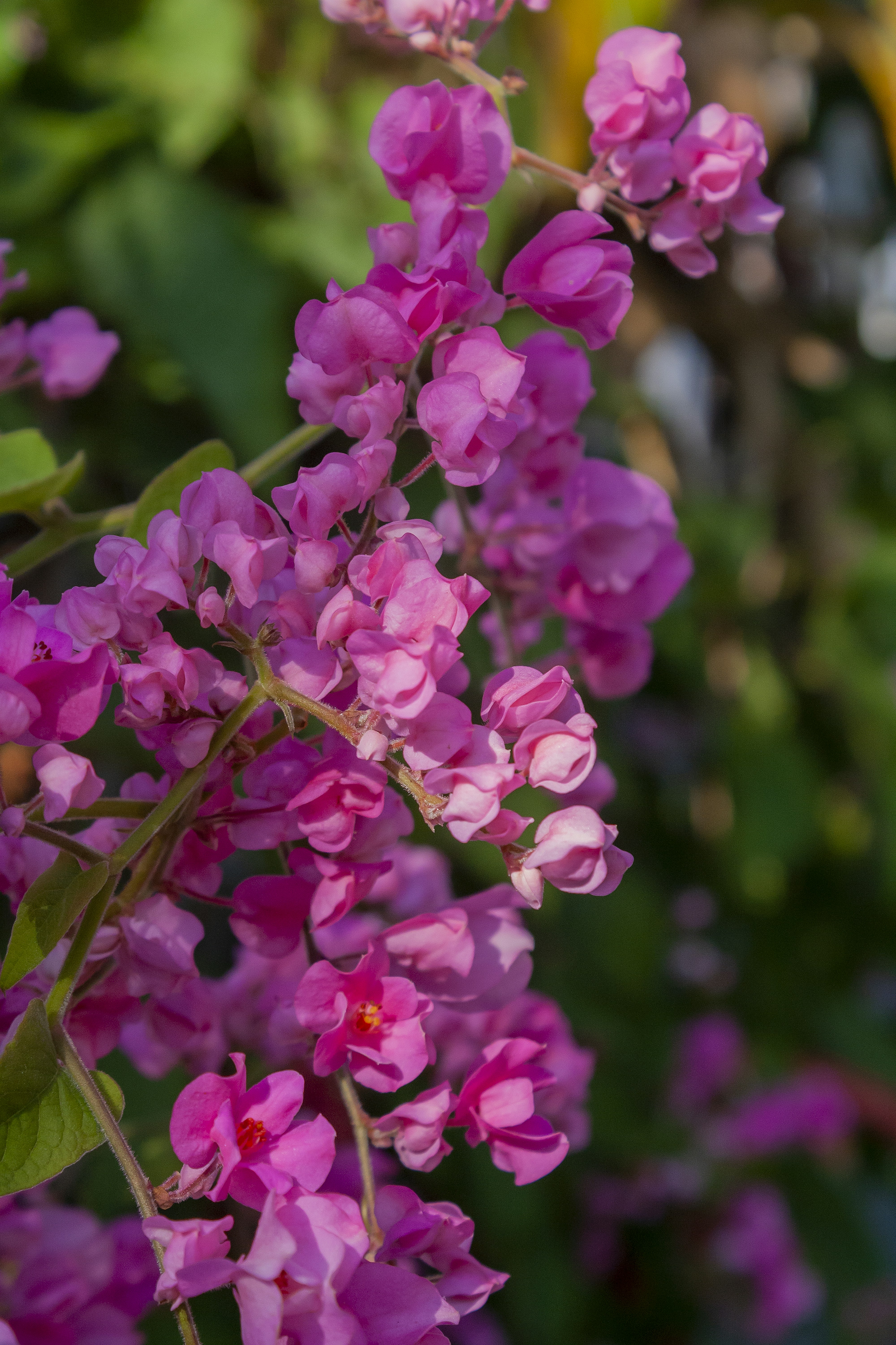 Photo by americanaez225