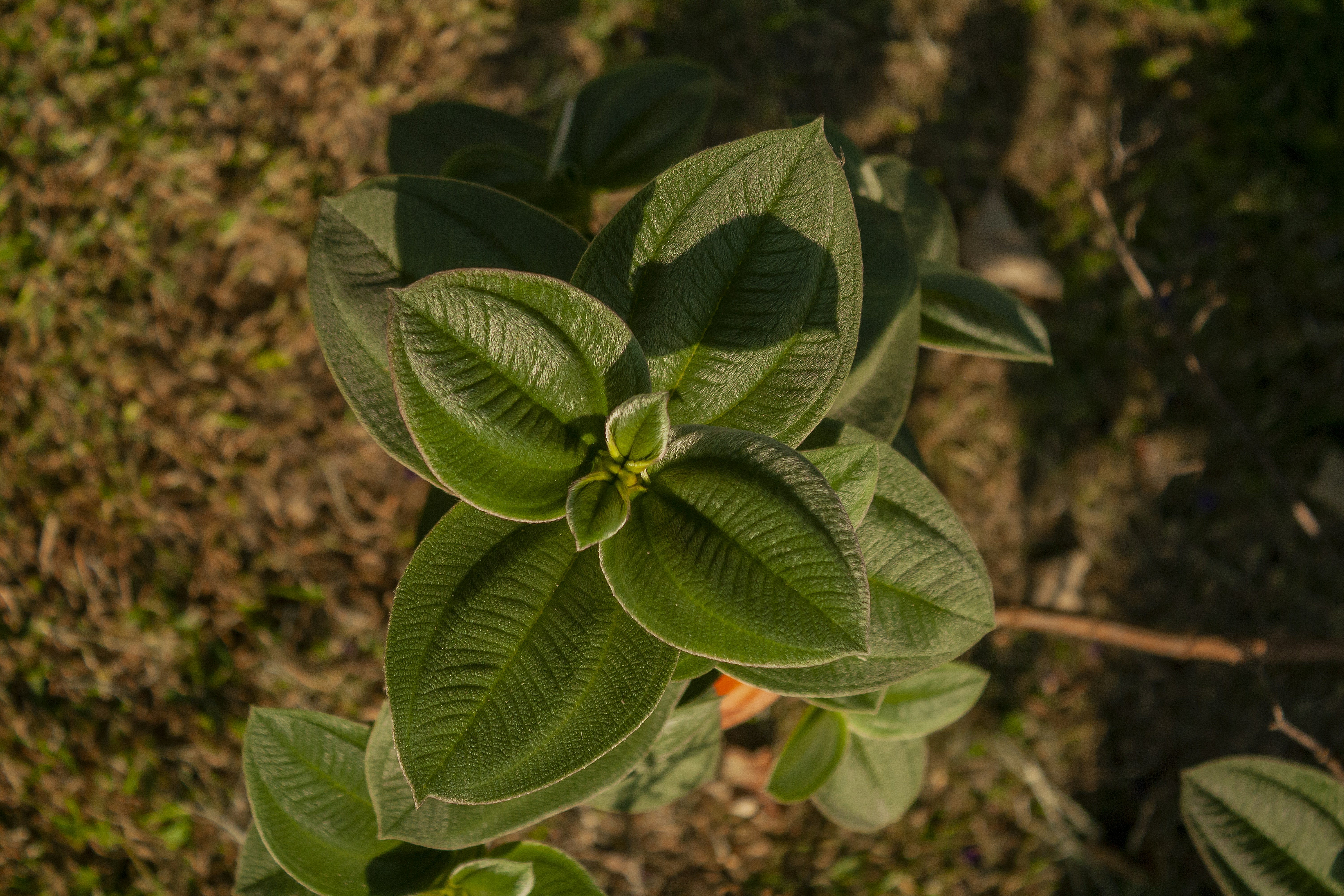 Photo by americanaez225