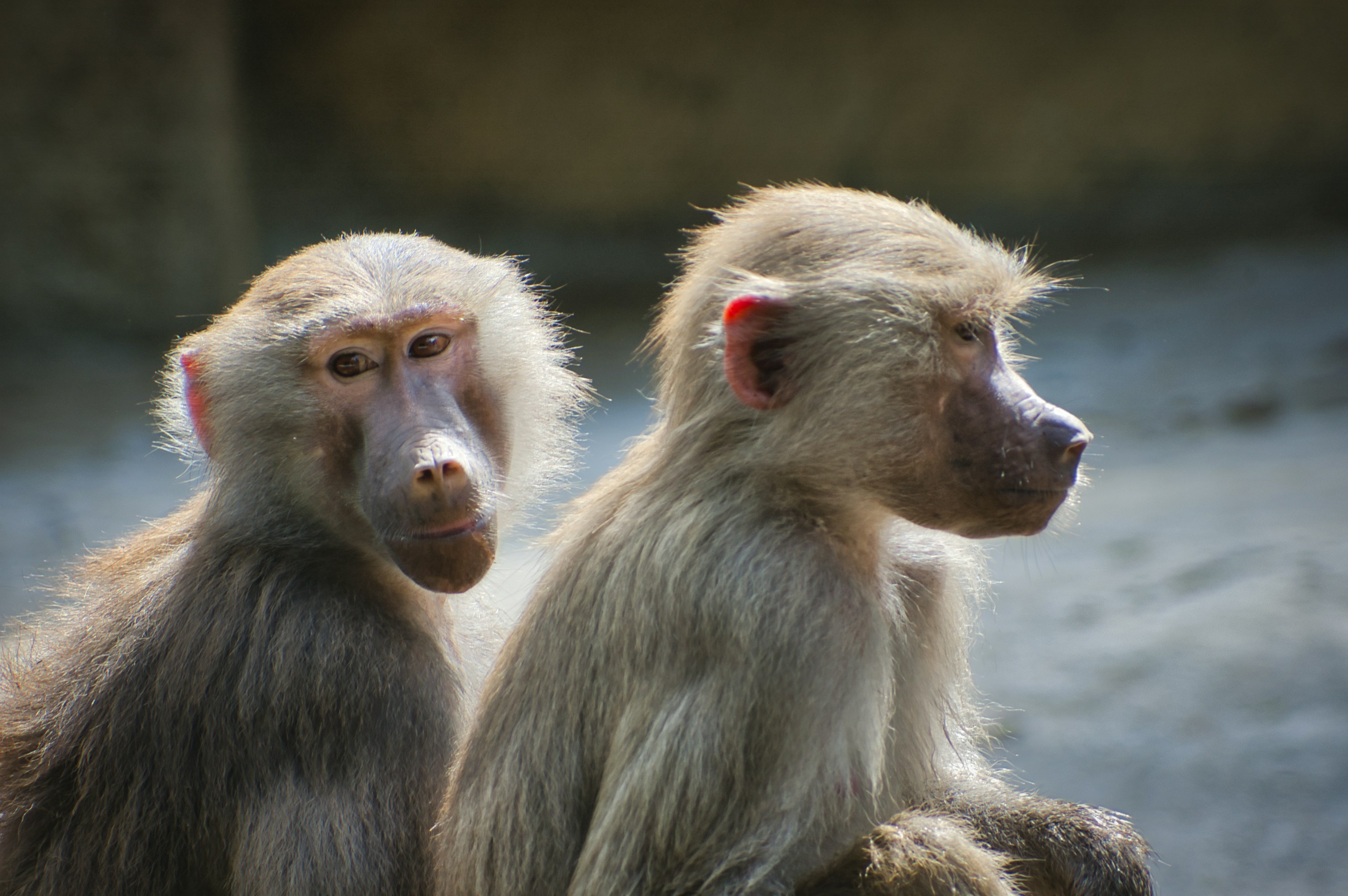 Photo by raimundschlager