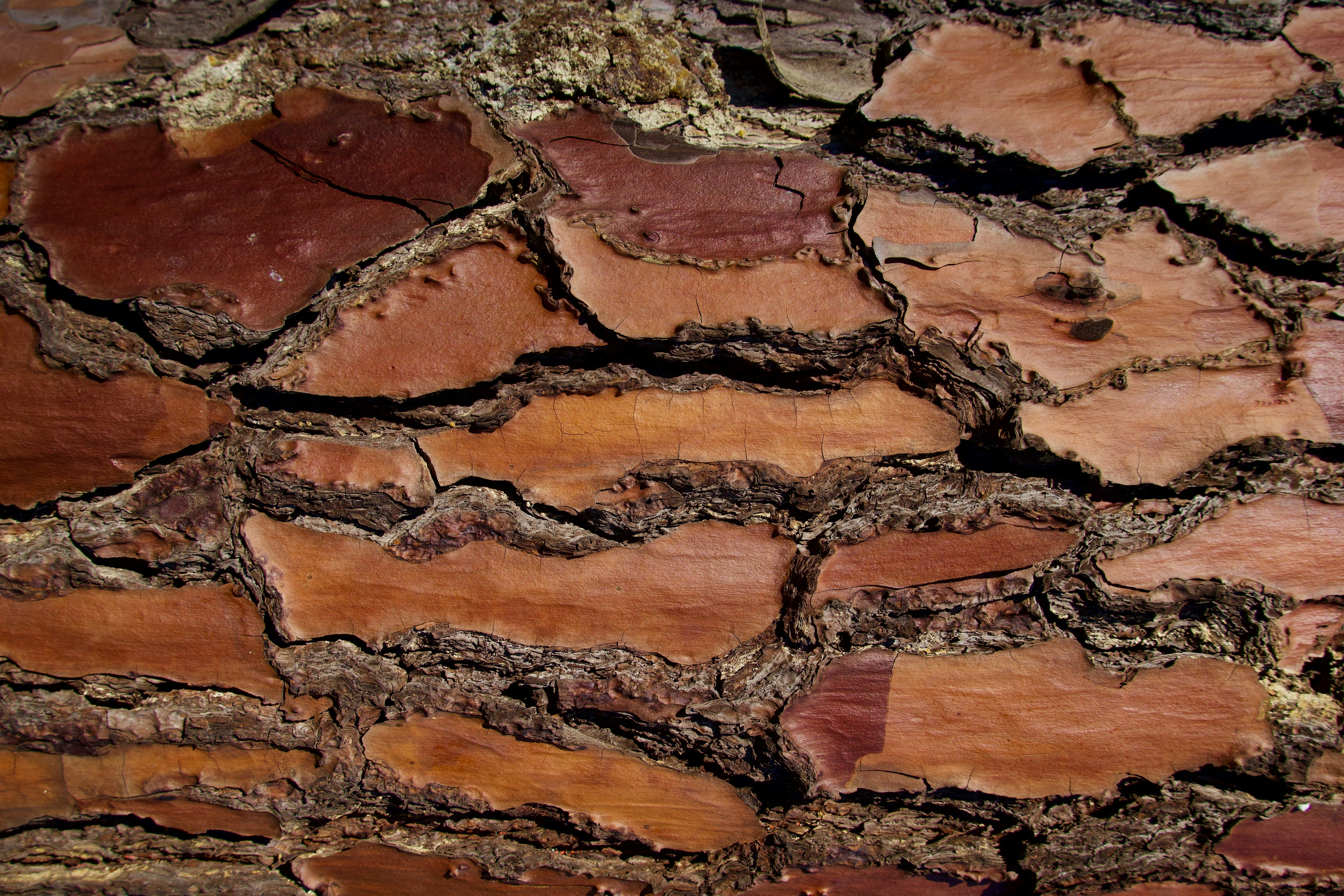 A close up of a tree bark texture