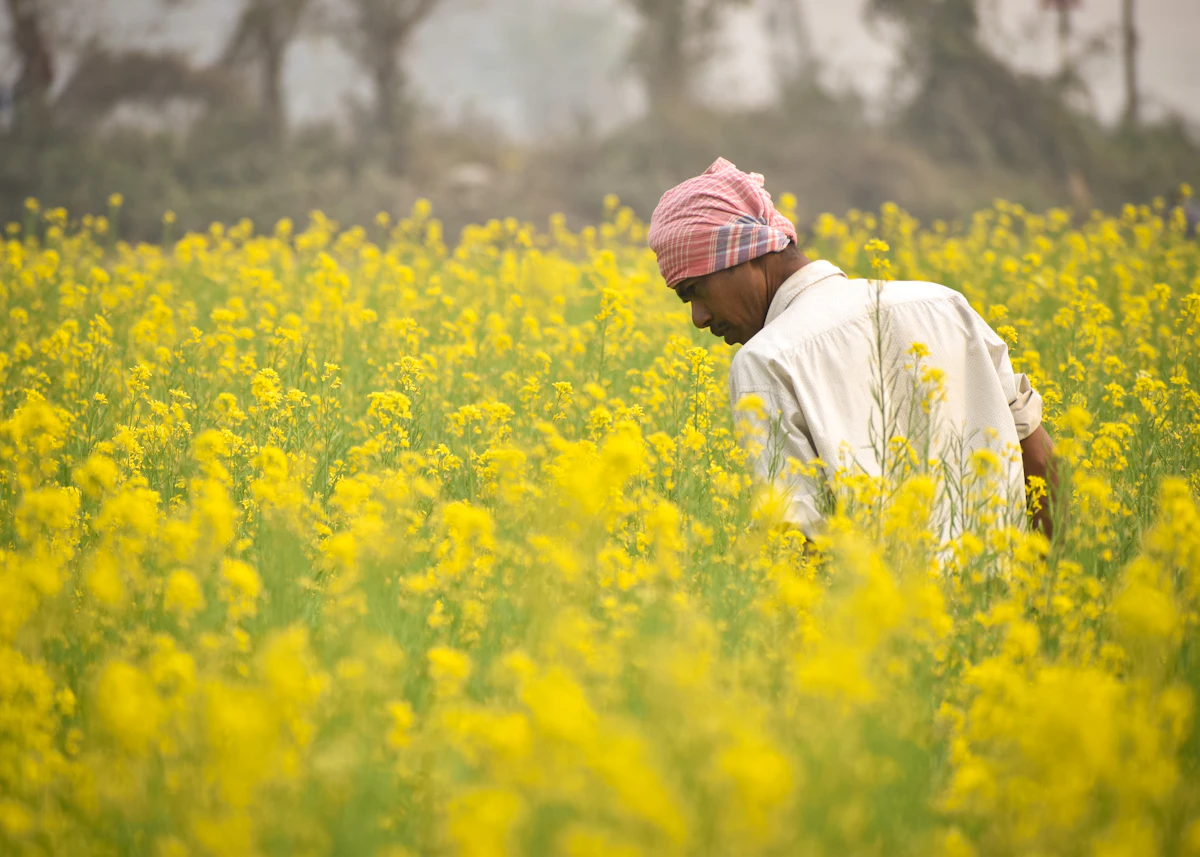 Safflower Kusum Farming India Drought Tolerant