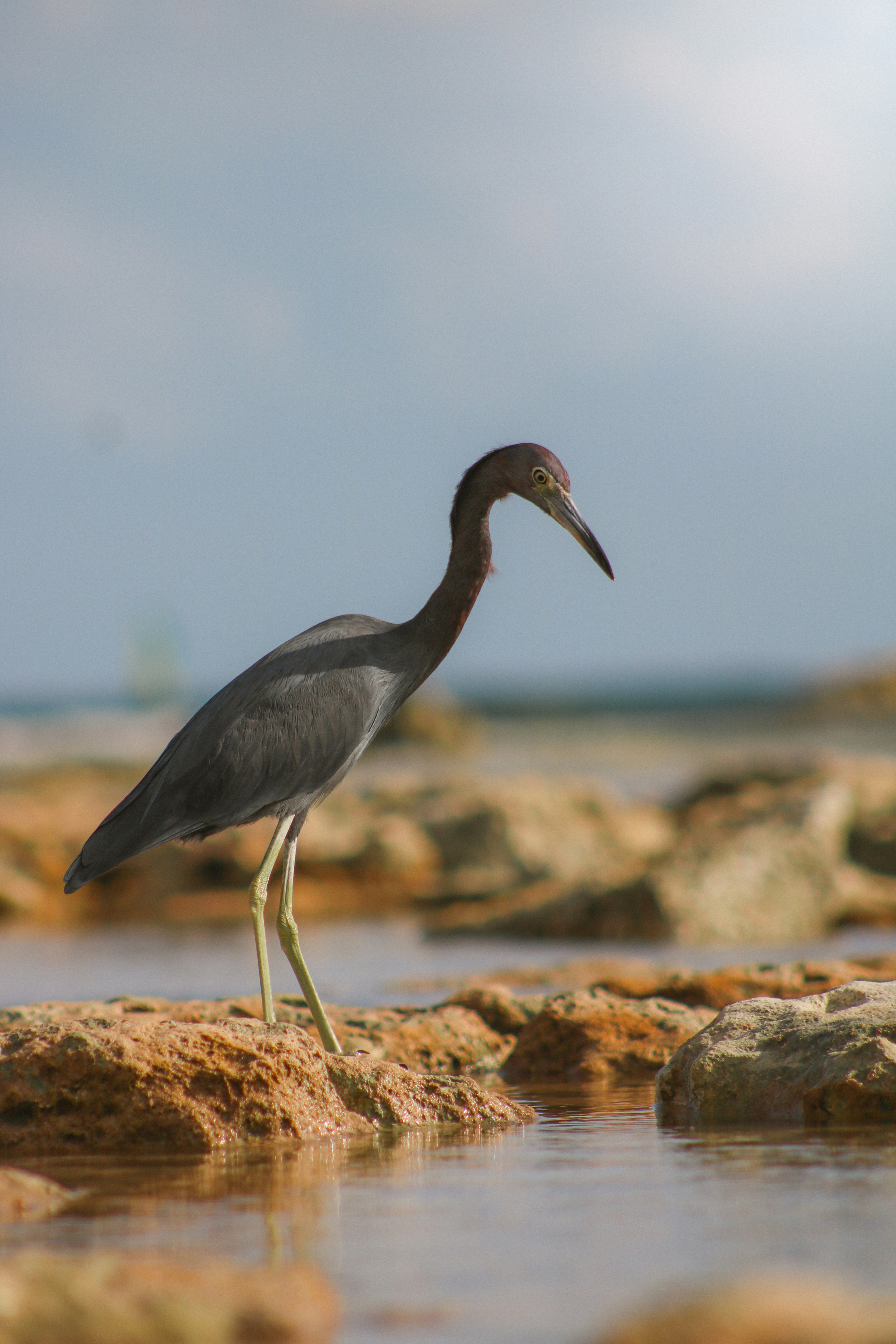 Photo by heberdavisphotography