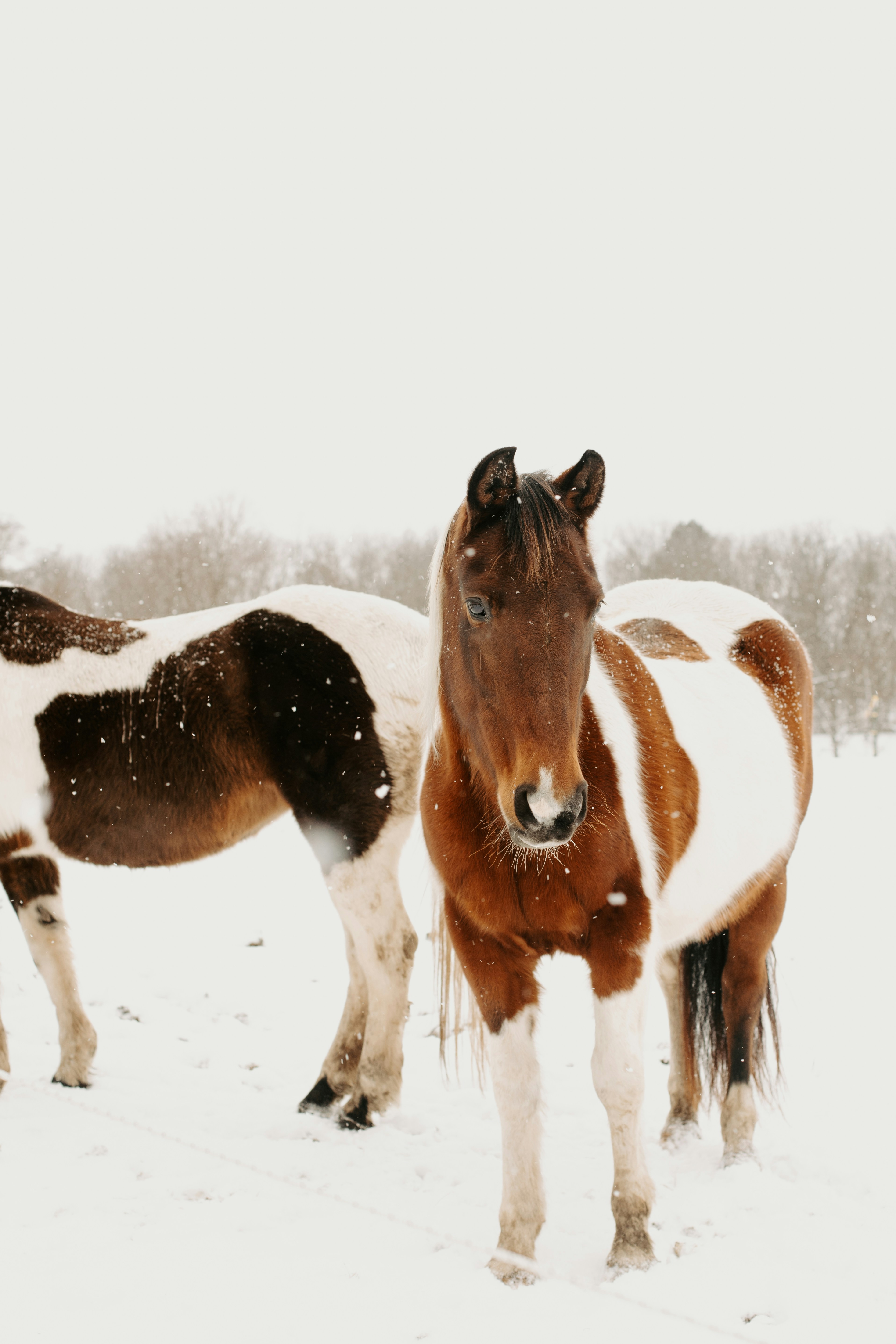 A couple of horses standing in the snow