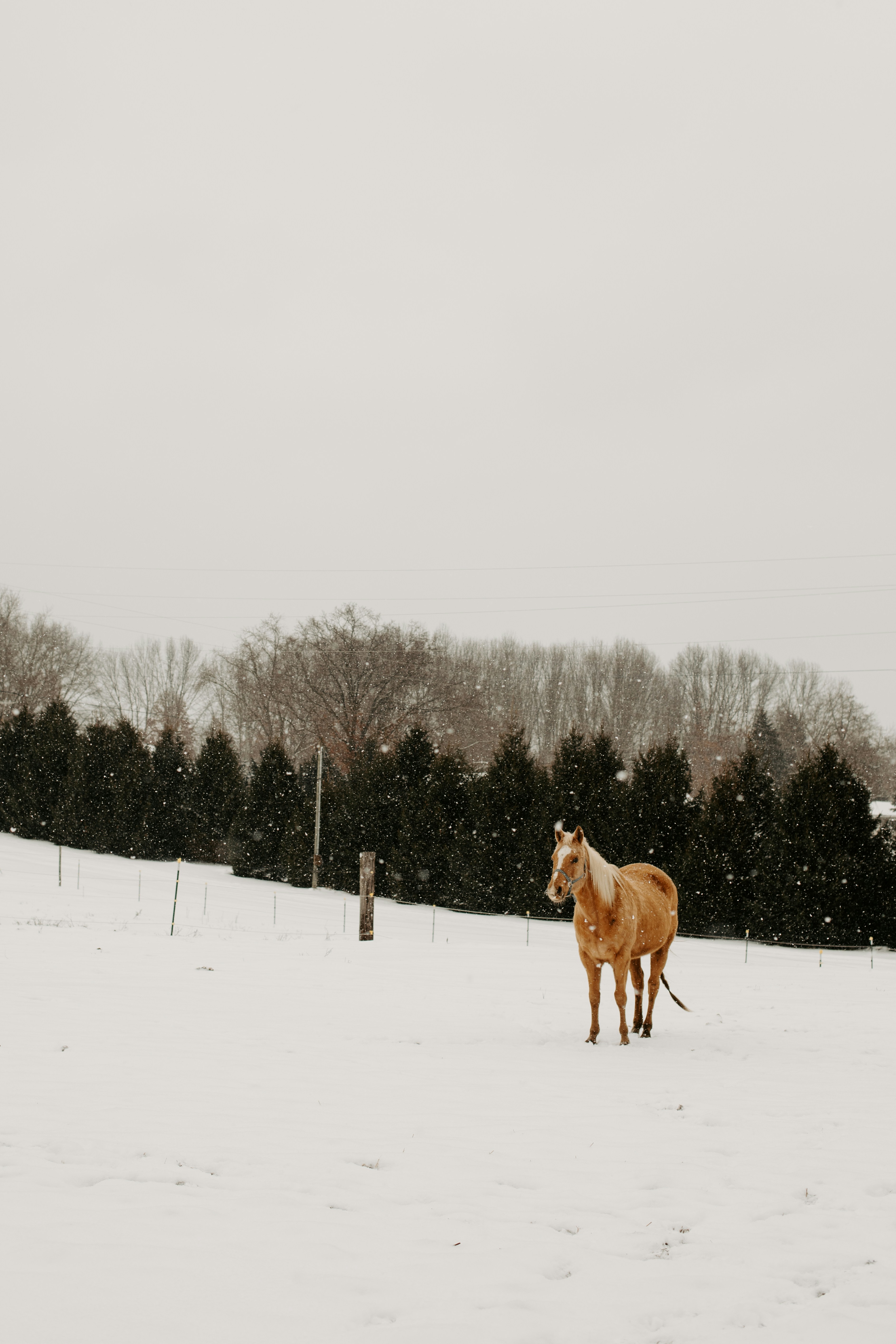 A horse standing in a snow covered field
