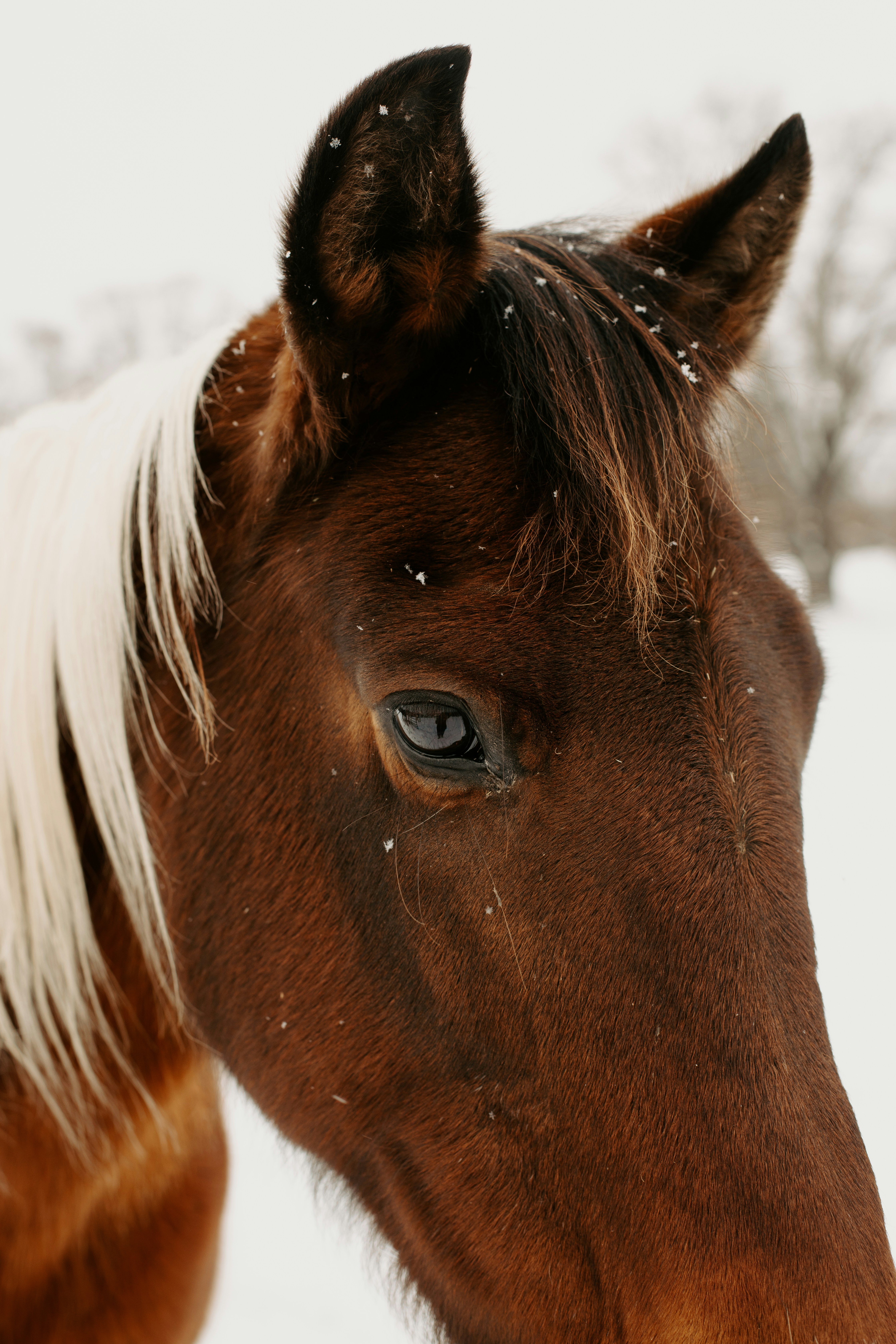 A brown horse standing on top of a snow covered field