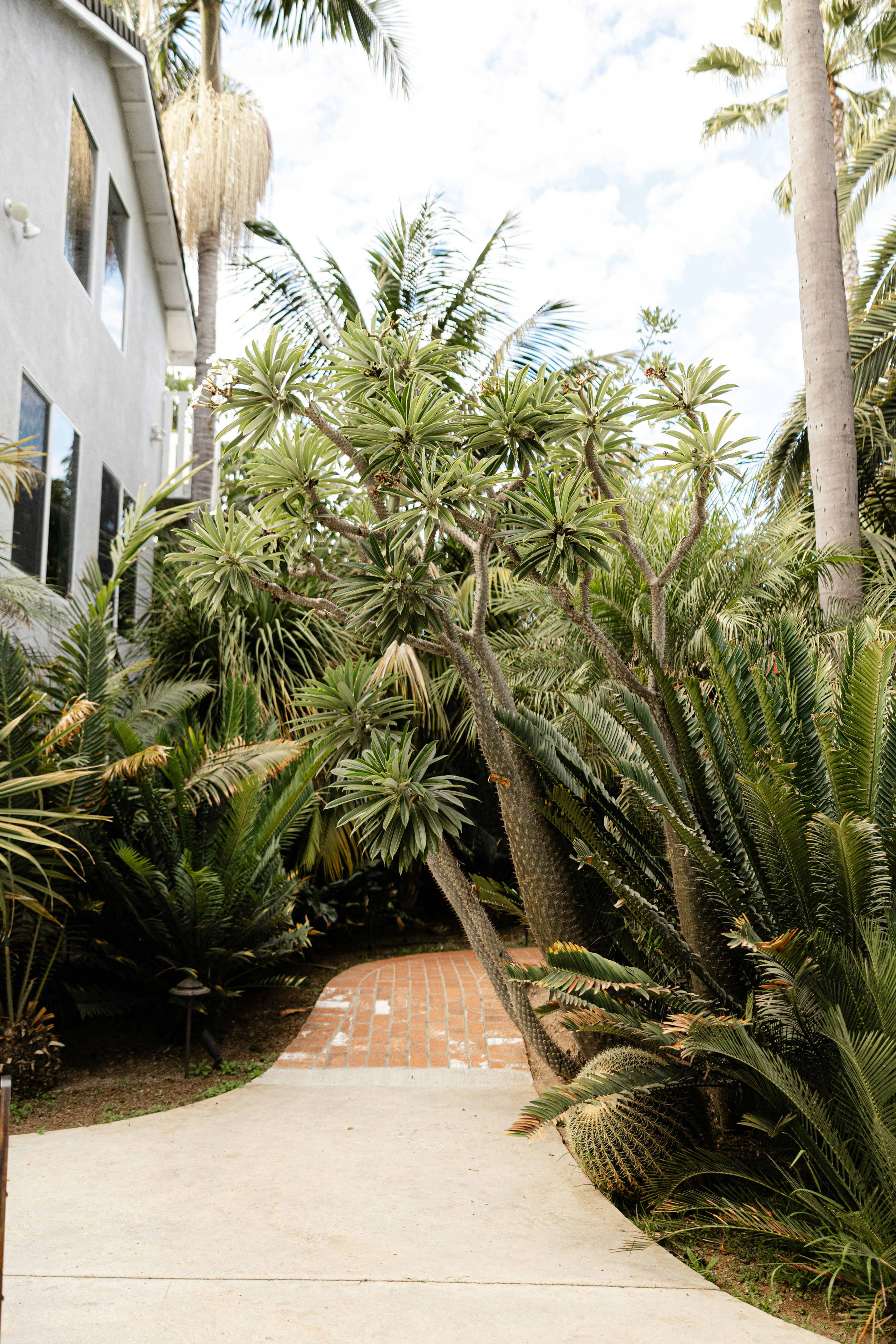 A walkway leading to a building surrounded by palm trees