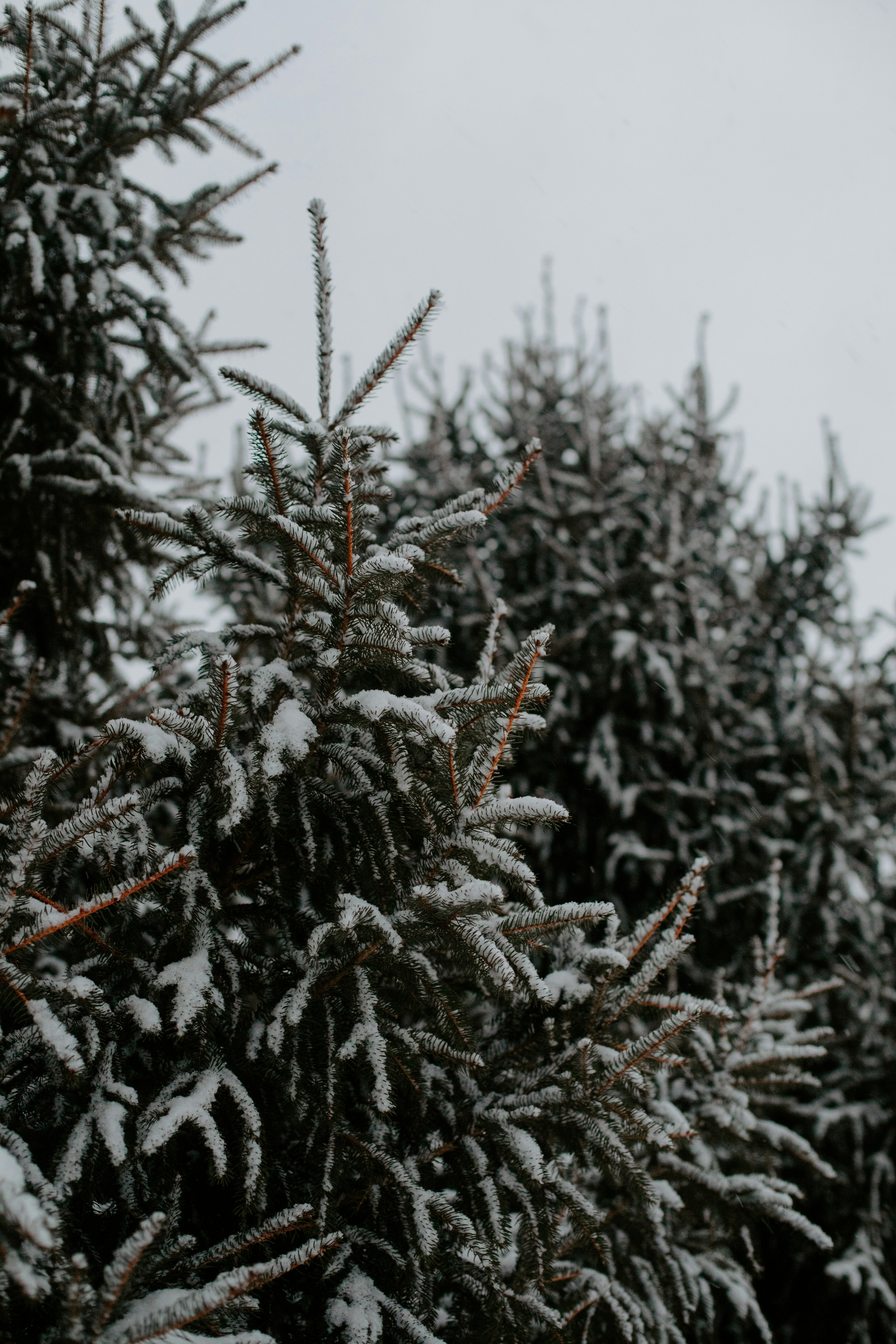 A snow covered pine tree in a forest