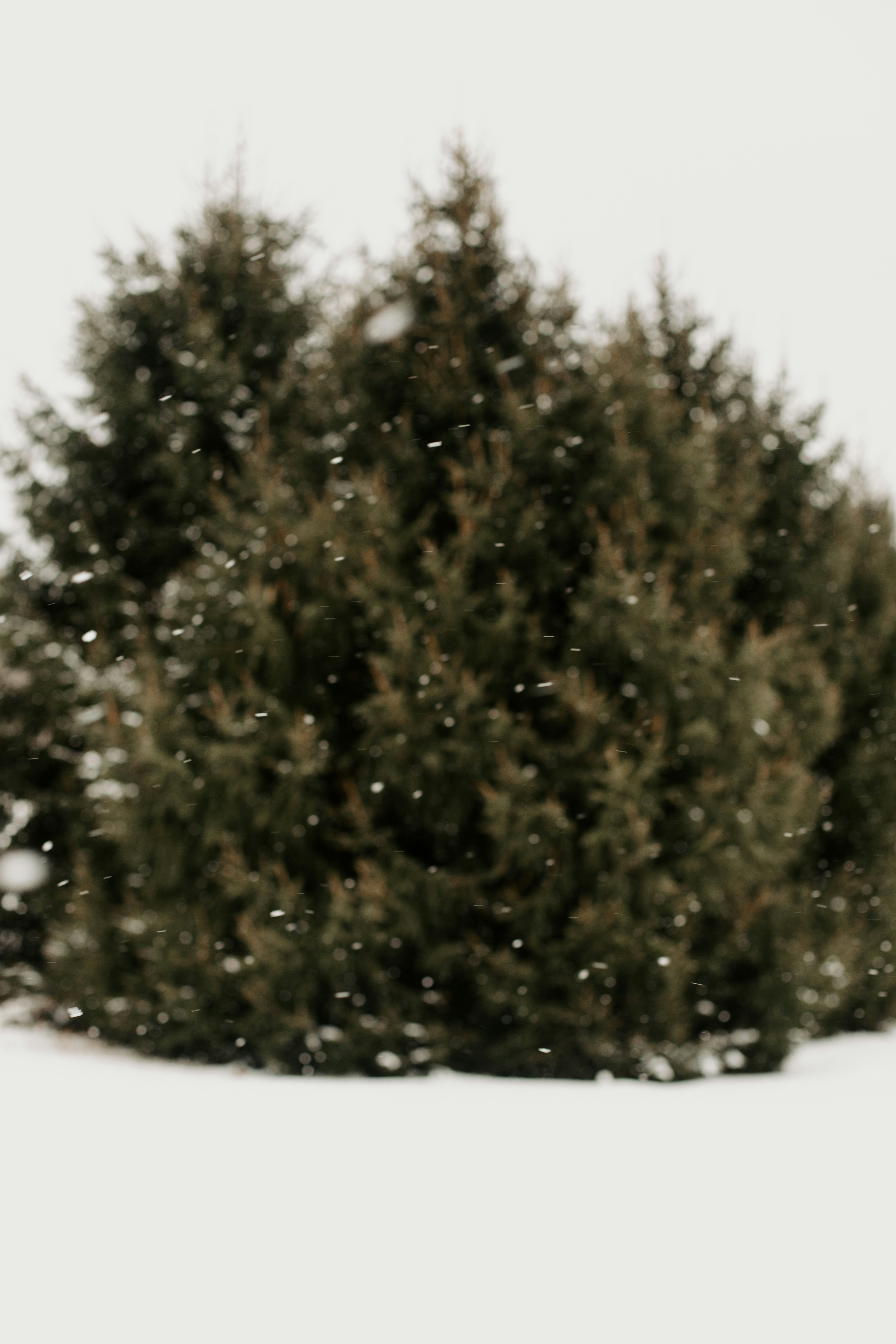 A snow covered tree in the middle of a field