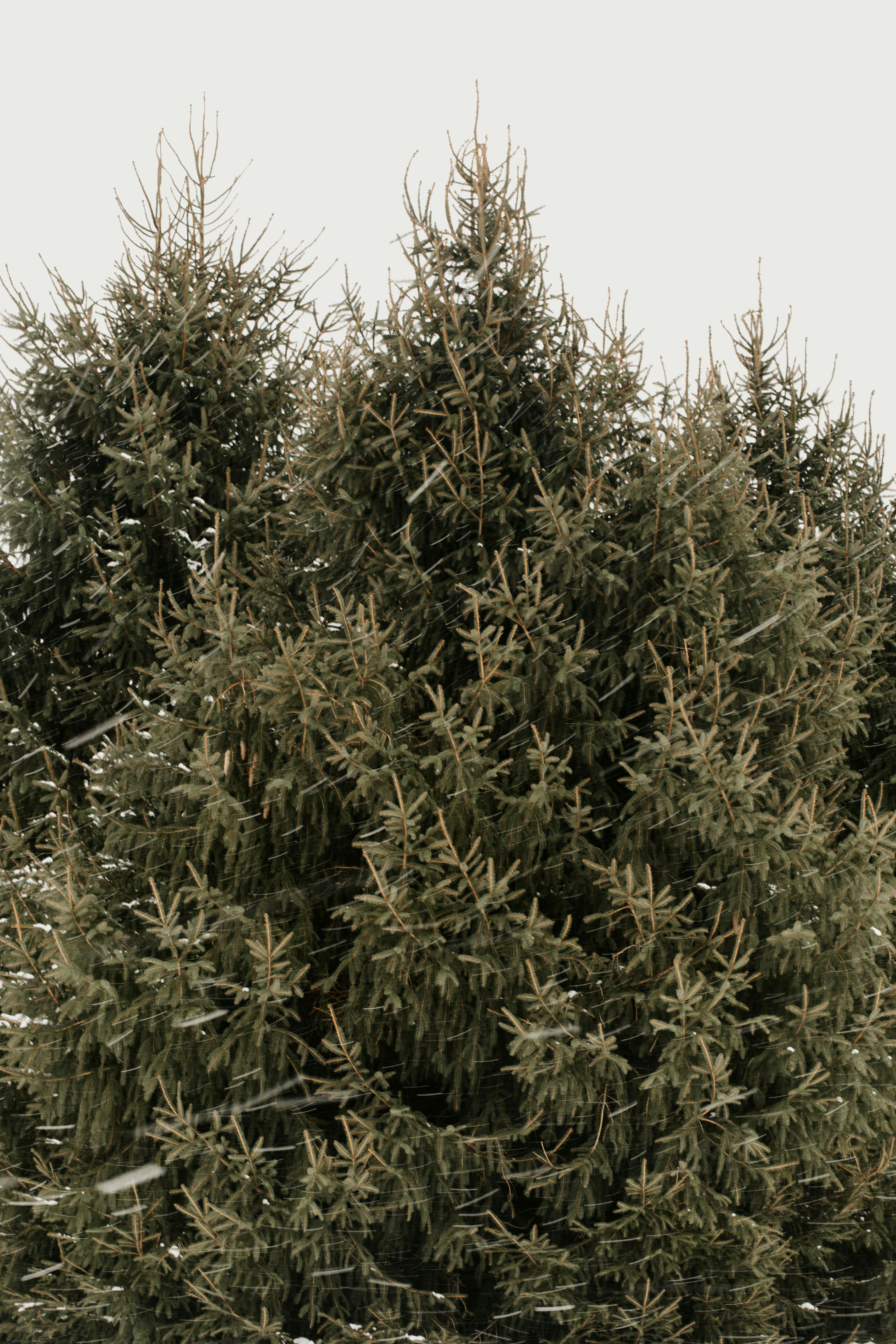 A group of trees that are next to each other