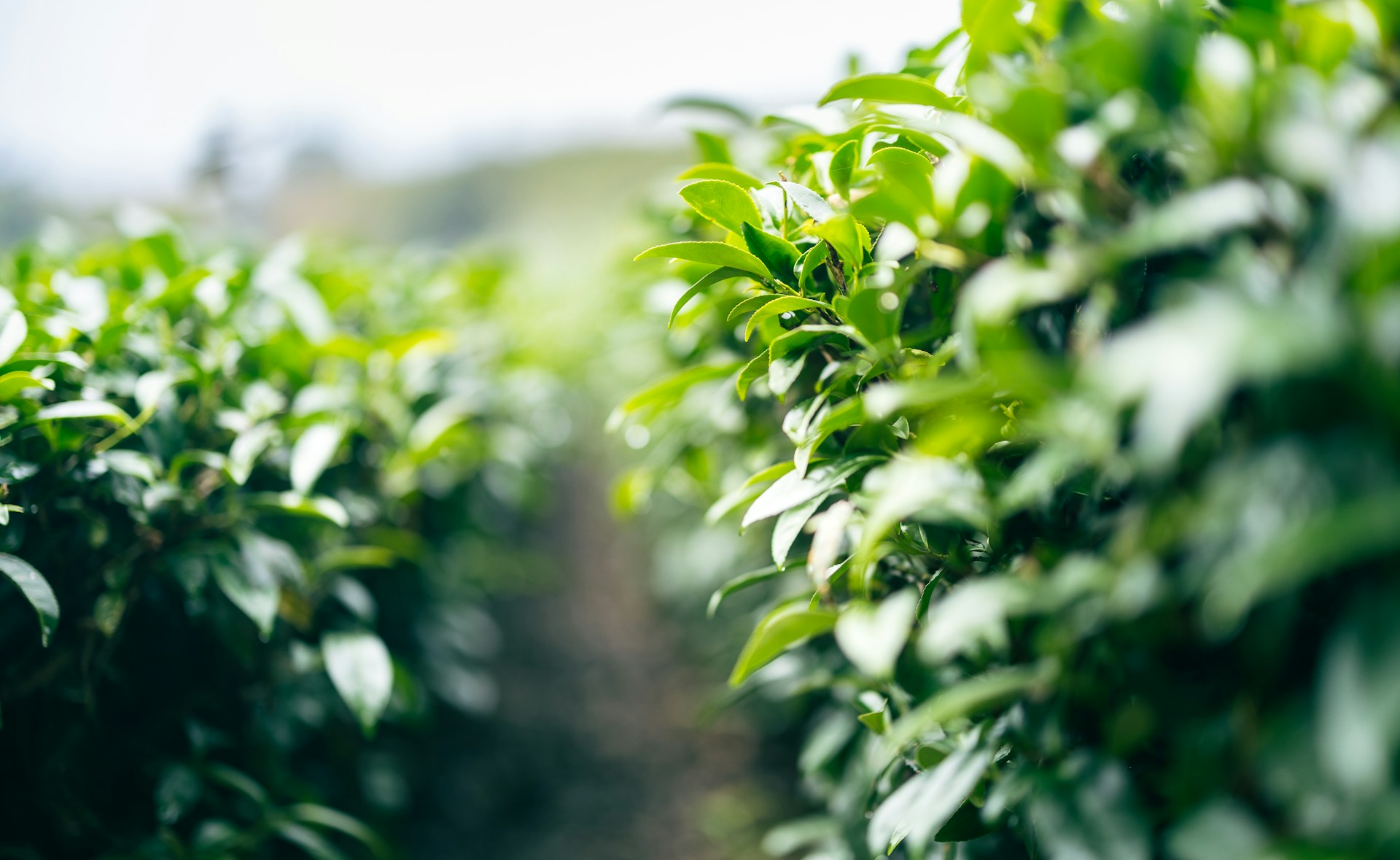 A row of green bushes in a field