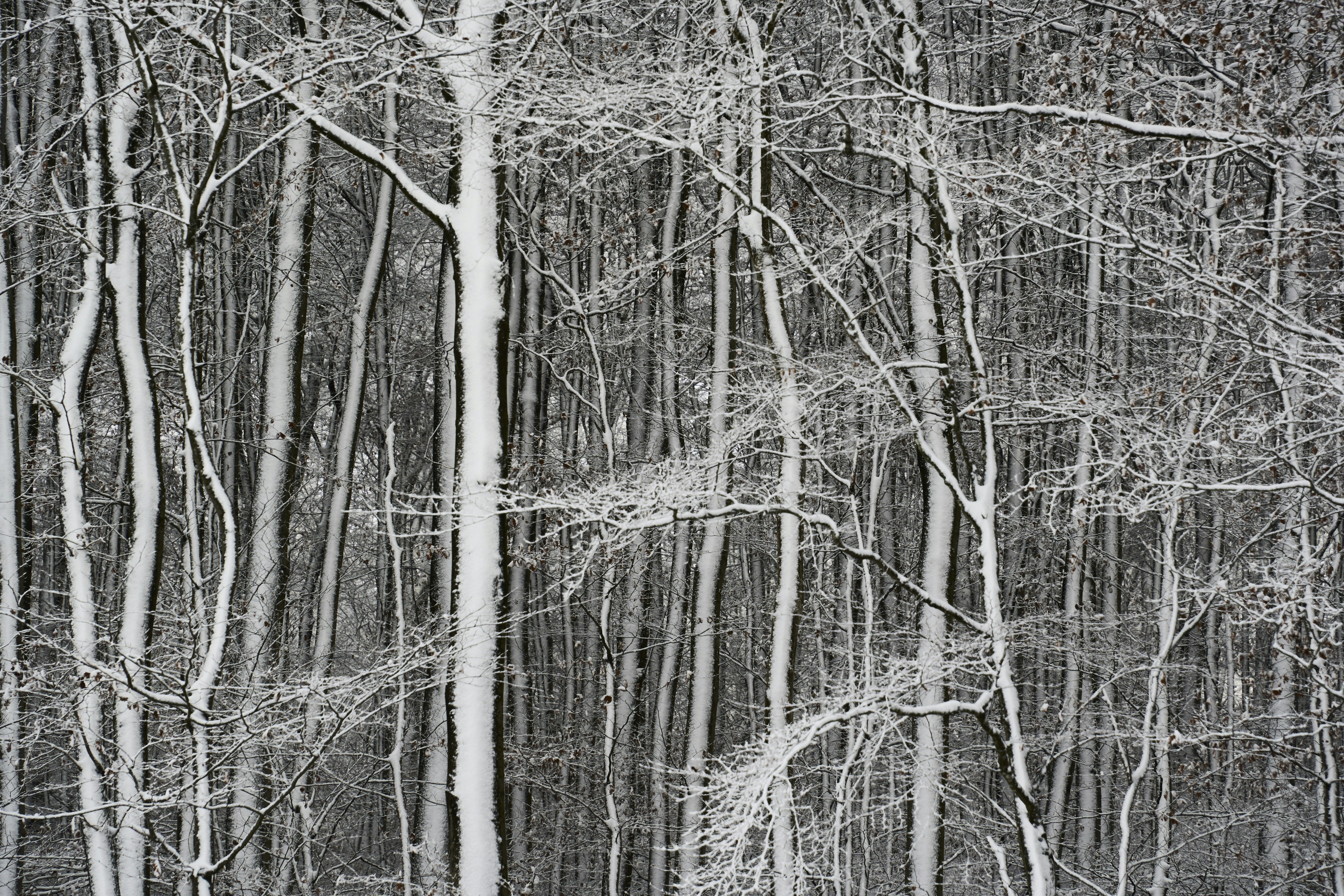 Photo by wolfgang_hasselmann