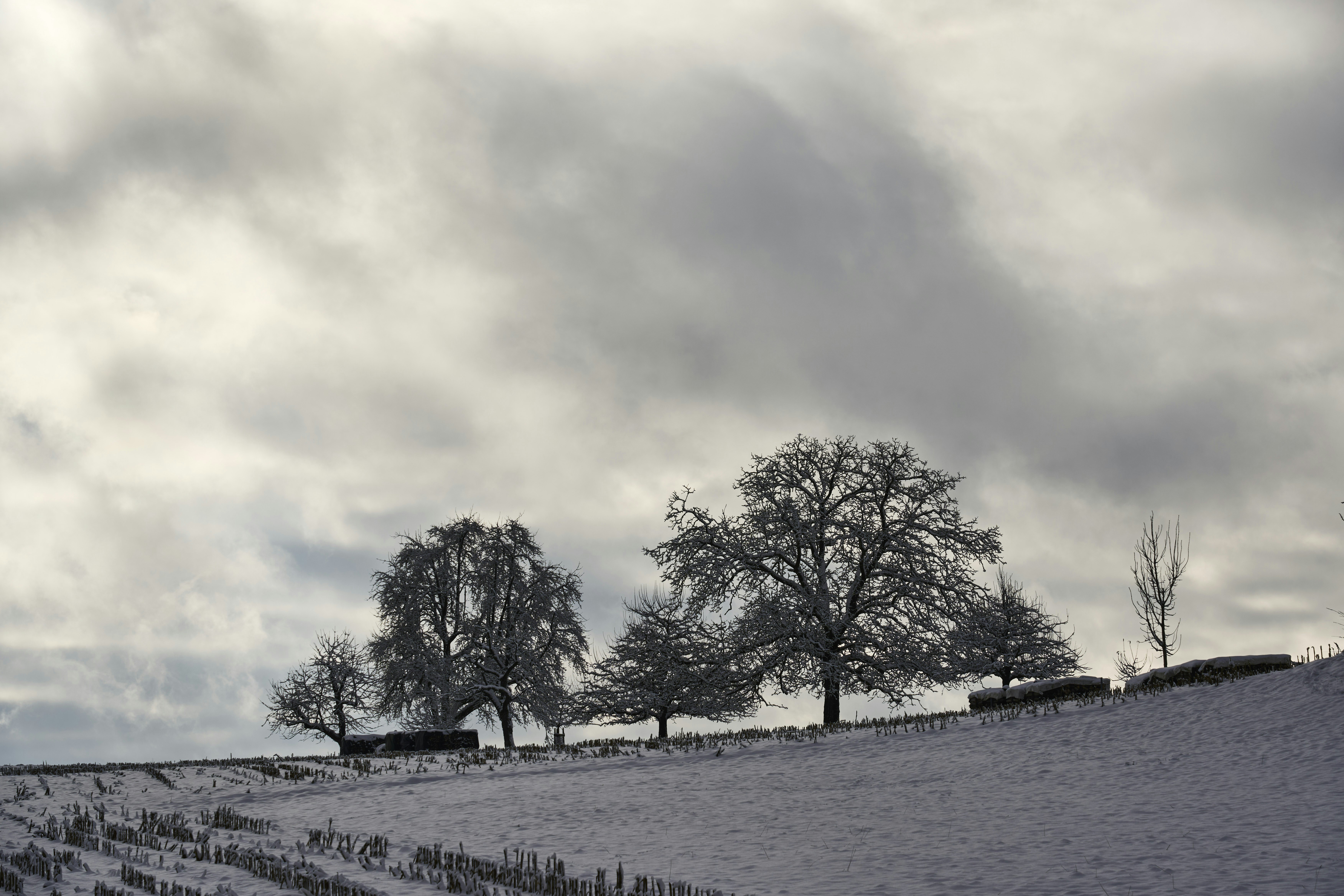 Photo by wolfgang_hasselmann