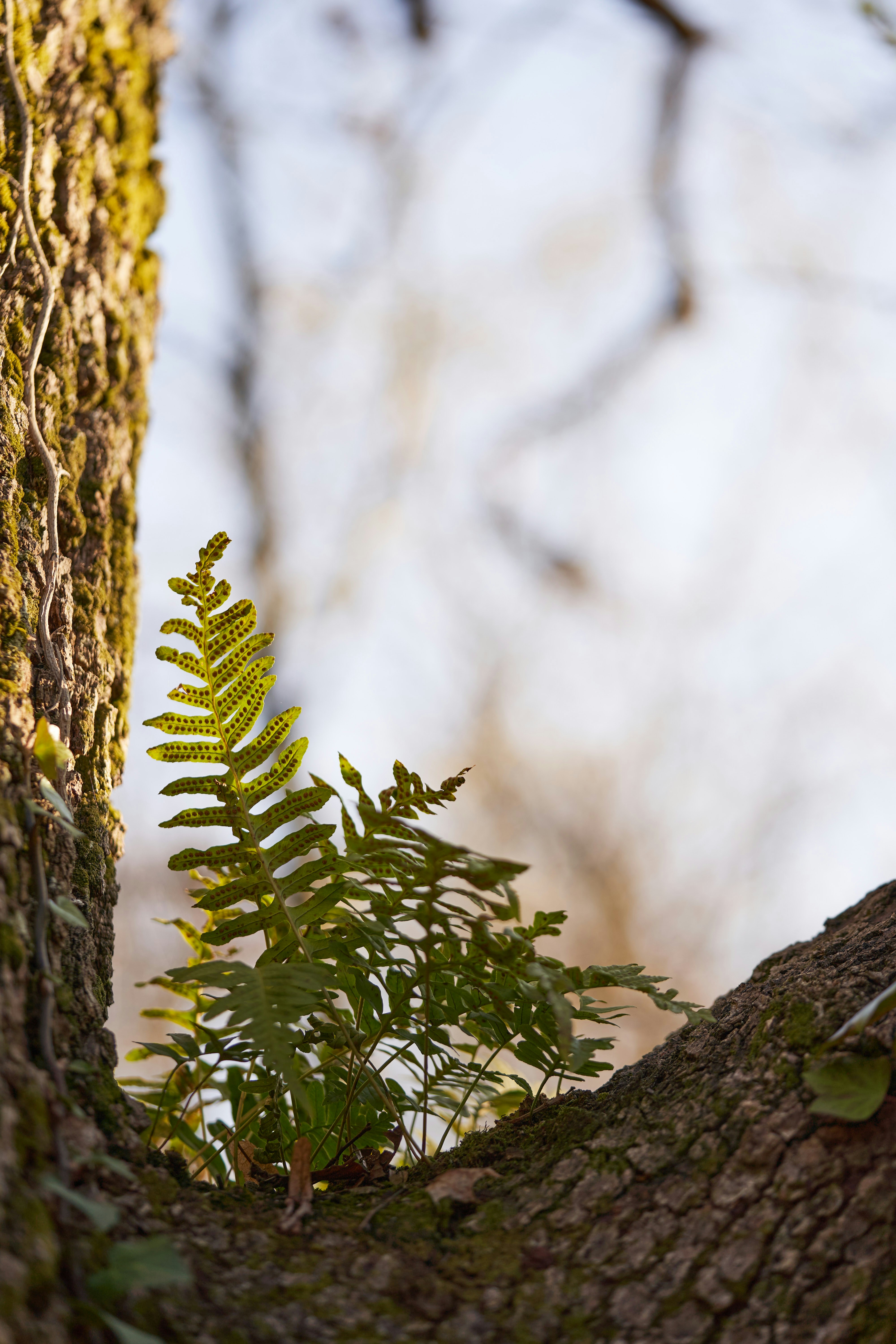 Photo by wolfgang_hasselmann