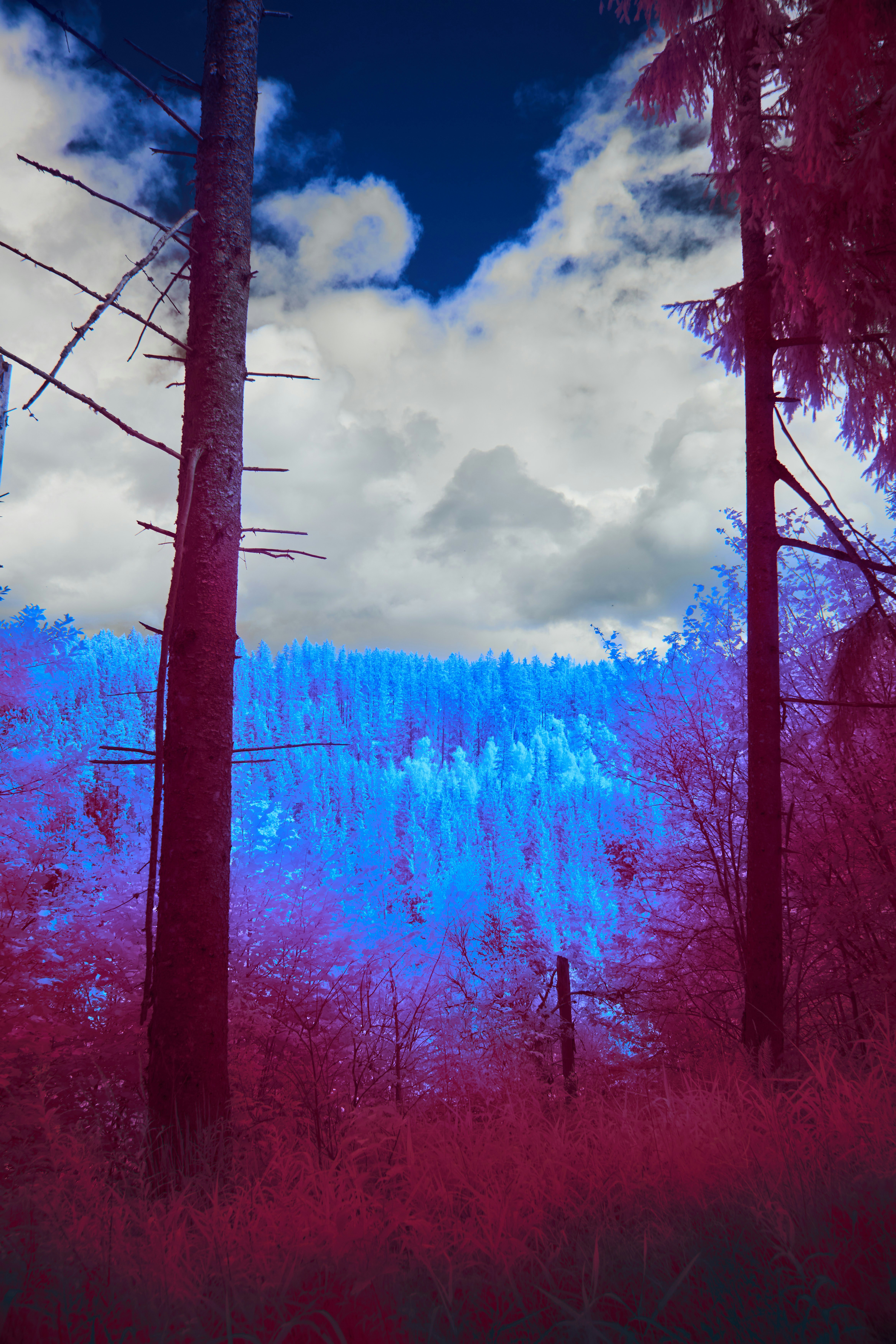 Photo by wolfgang_hasselmann