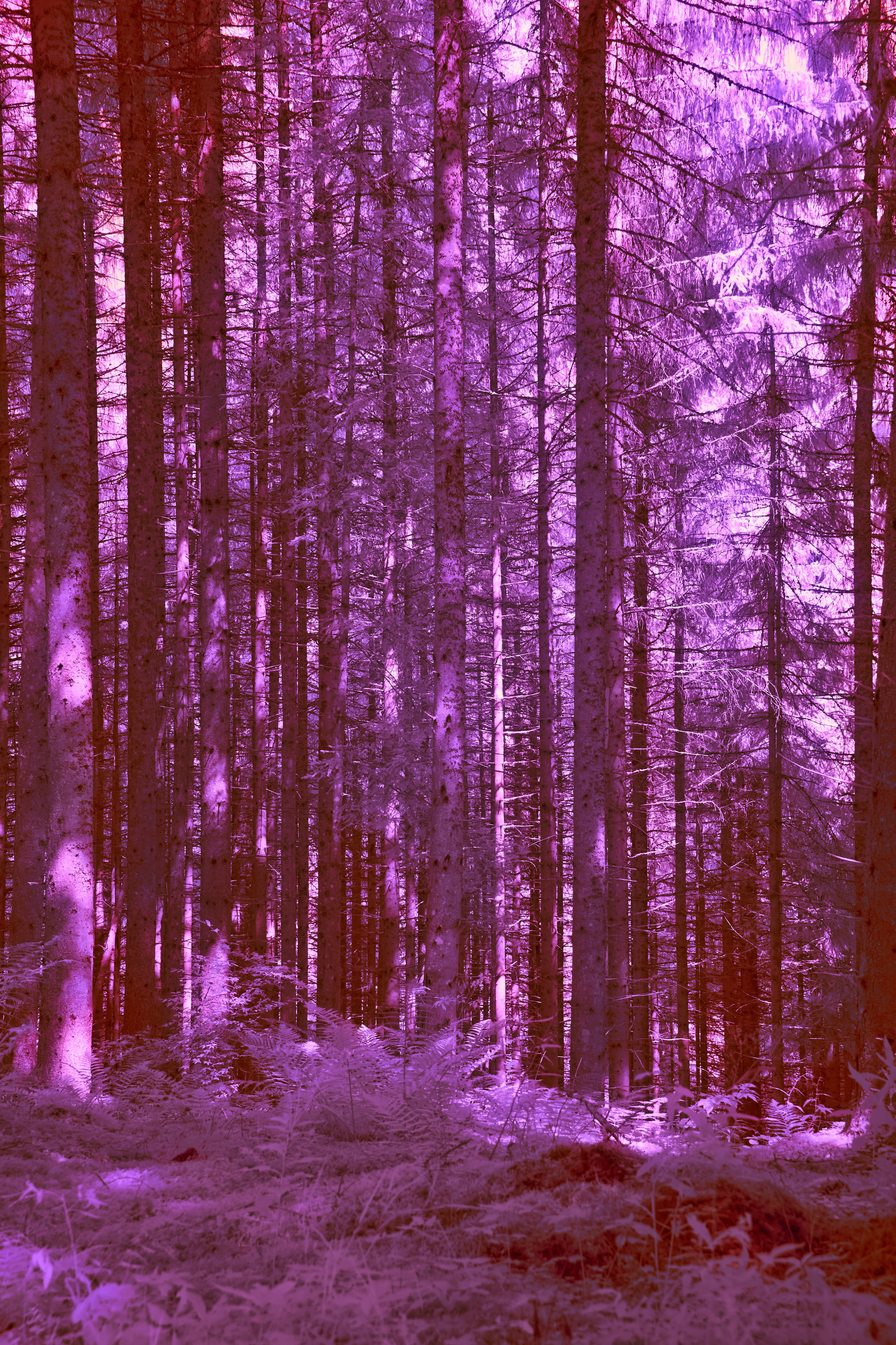 Photo by wolfgang_hasselmann