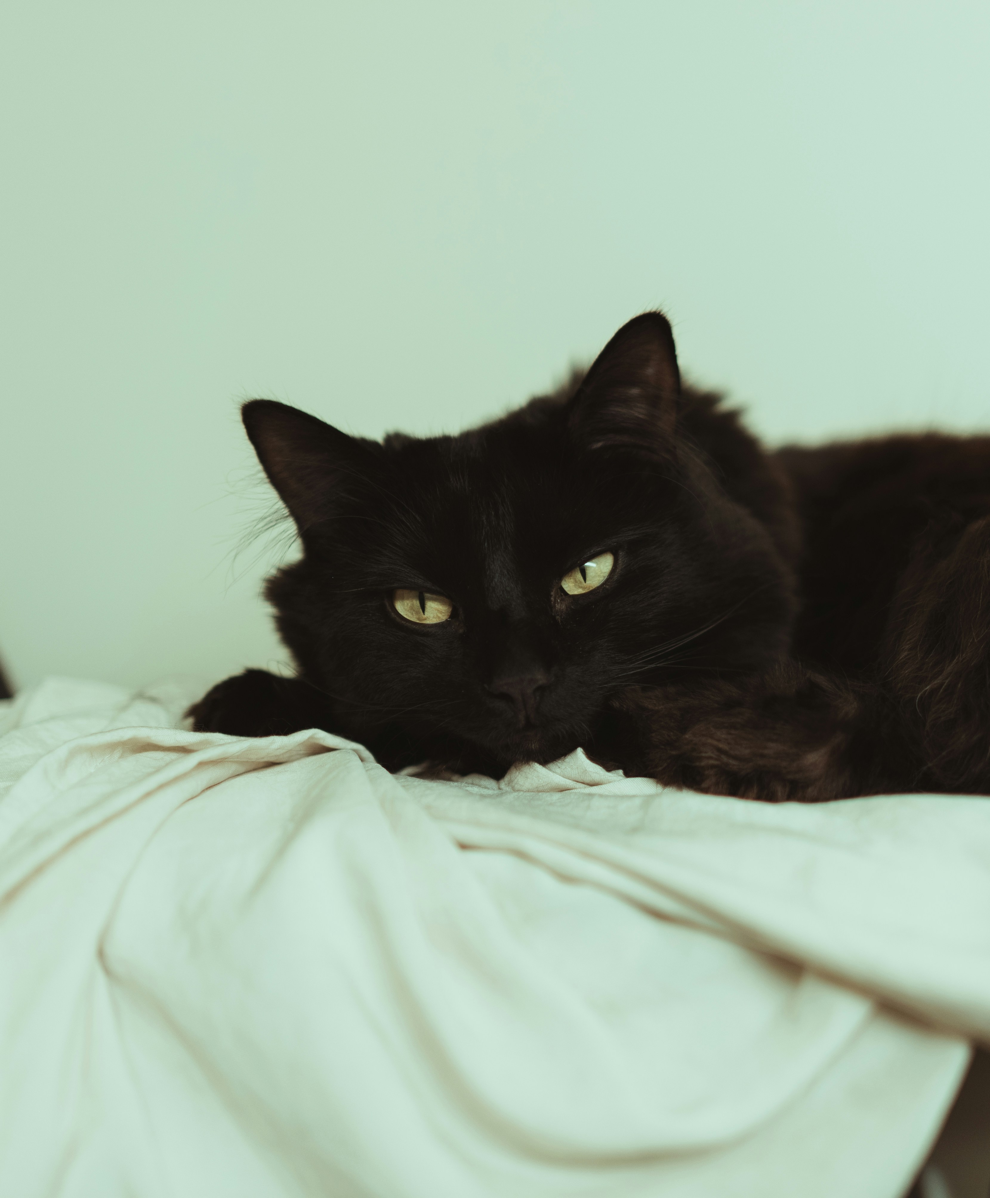 A black cat laying on top of a bed