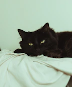 A black cat laying on top of a bed