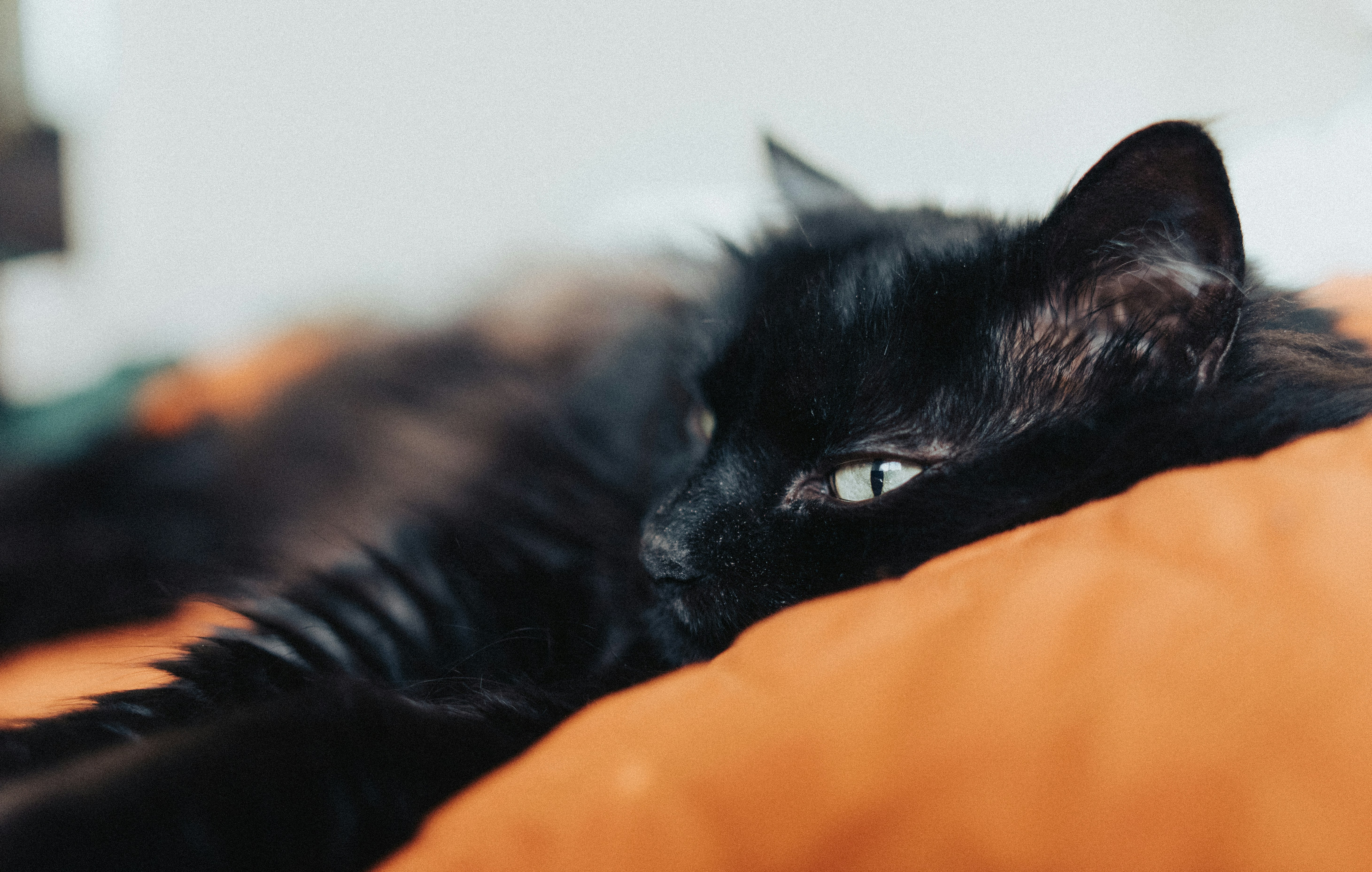 A black cat laying on top of a bed