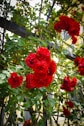 A bunch of red roses growing on a trellis