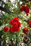 A bunch of red roses growing on a trellis